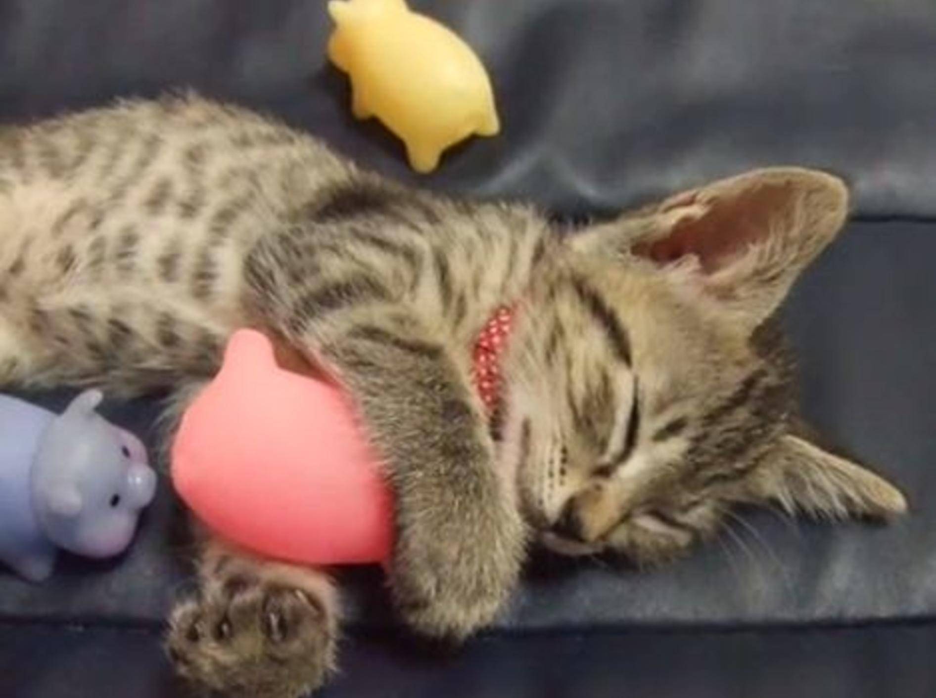 Kater Gizmo kuschelt mit Spielzeugschwein - Bild: Youtube / TOMO La