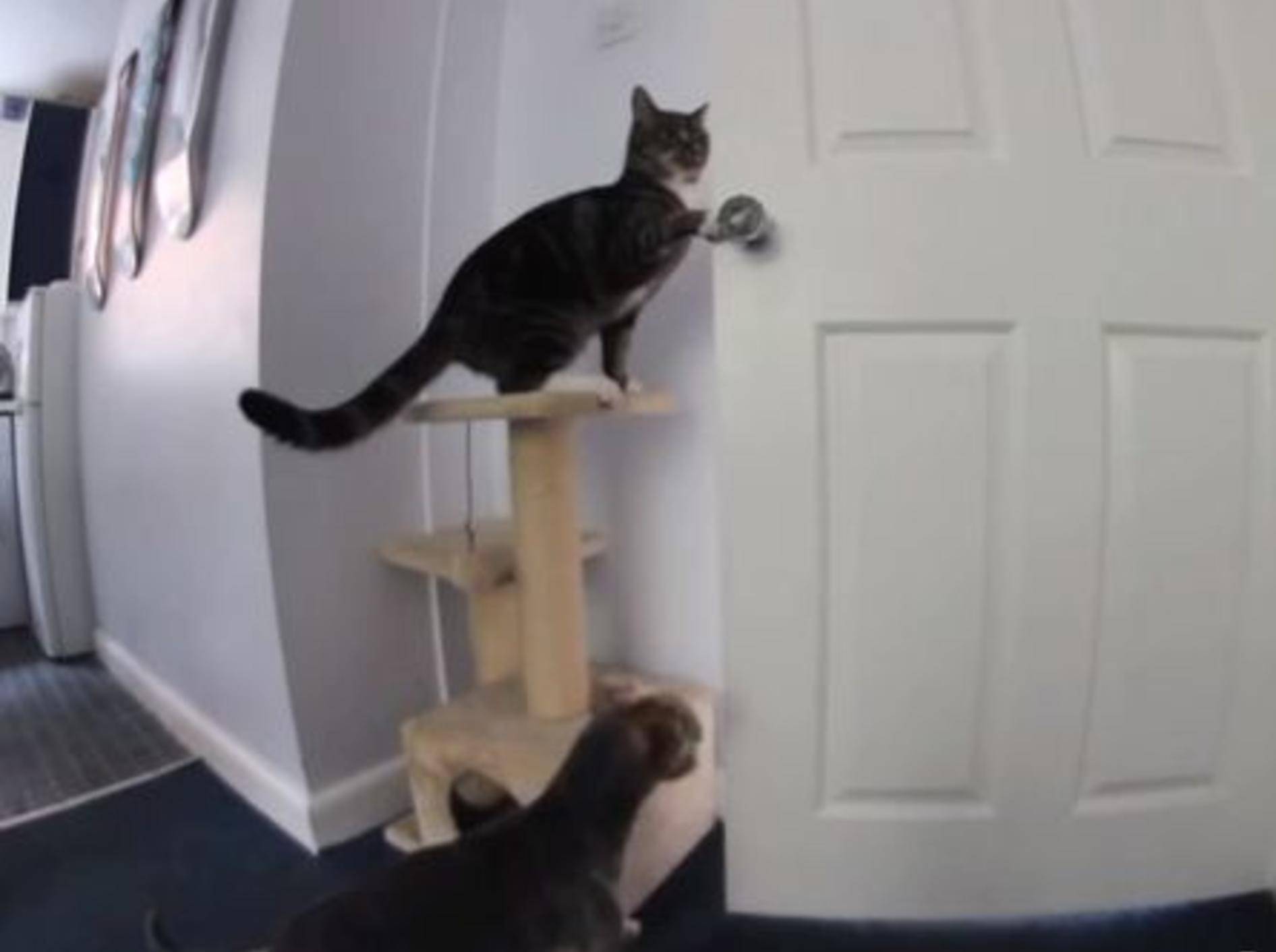 Teamwork: Katze und Hund öffnen die Küchentür - Bild: Youutube / MattHirst