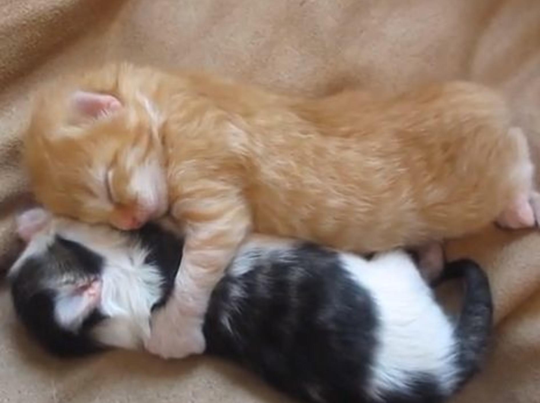 Minikleine Babykatzen schlafen Arm in Arm
