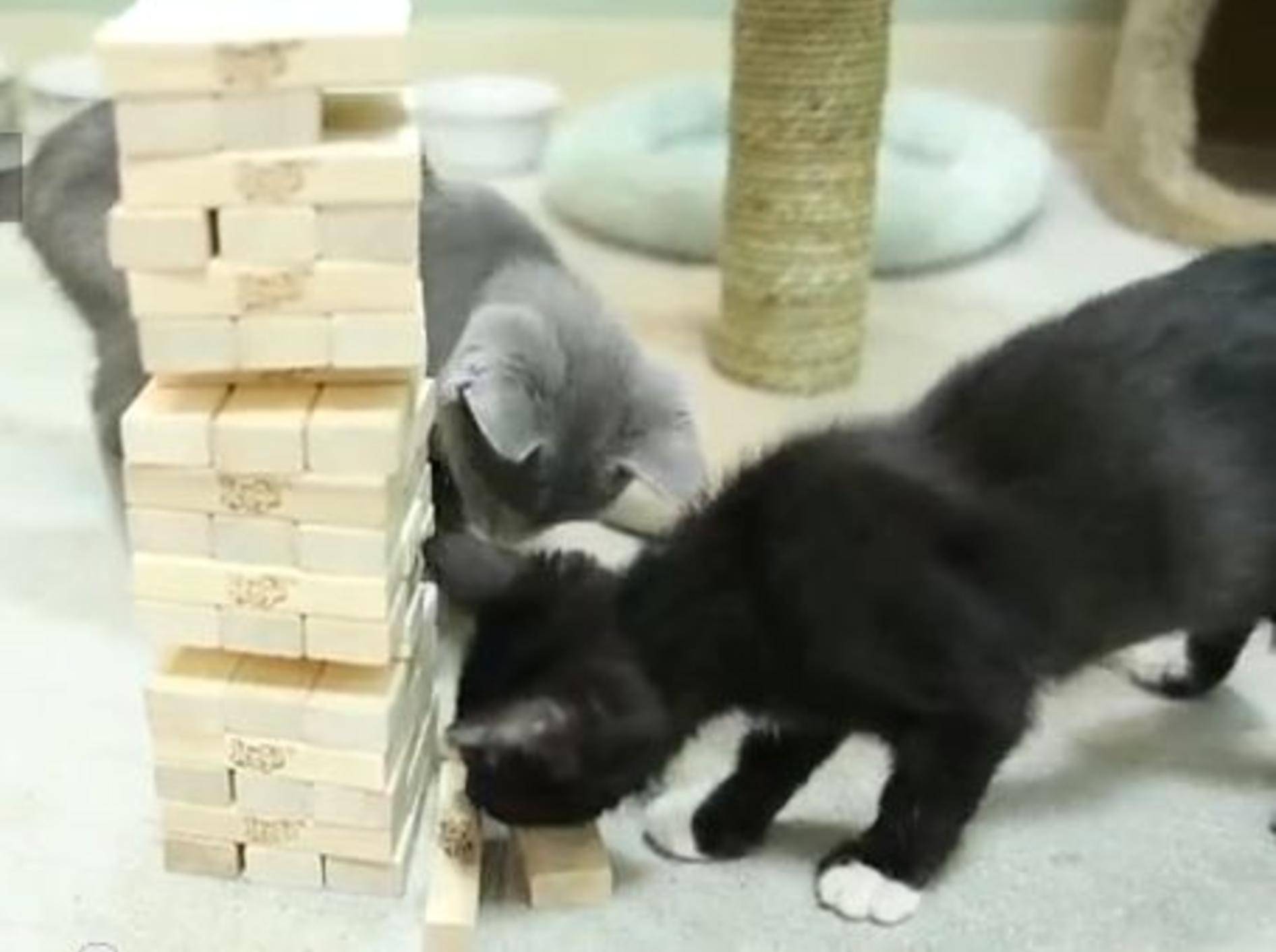 Süße Katzenbabys spielen Jenga - BIld: Youtube / The Pet Collective