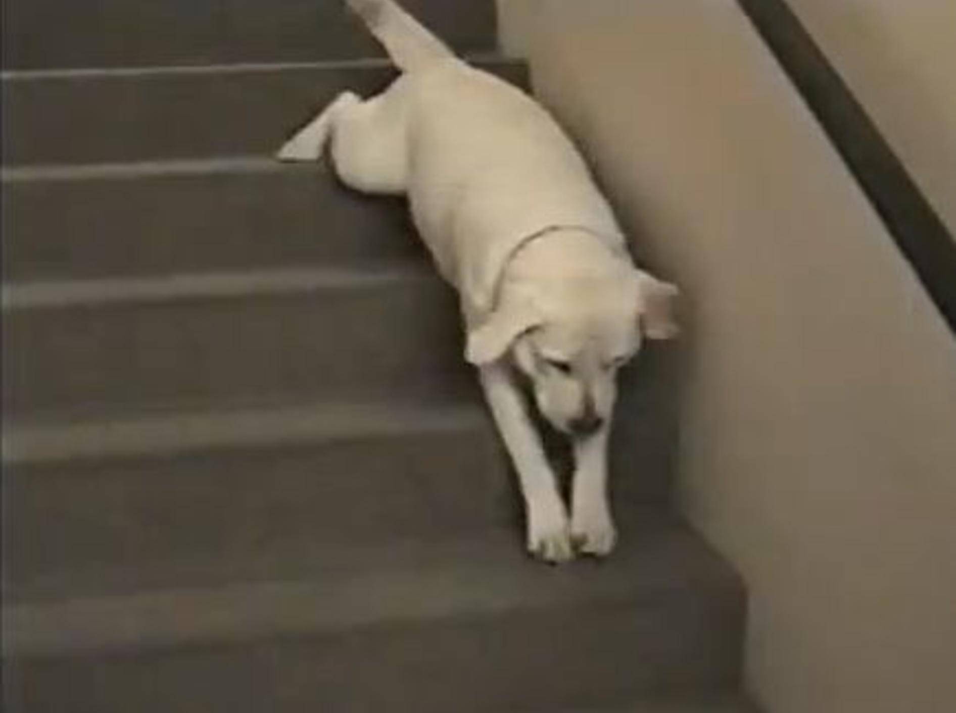 Dieser Labrador hat sich eine neue Methode überlegt, Treppen zu steigen - Bild: Youtube / Petsami