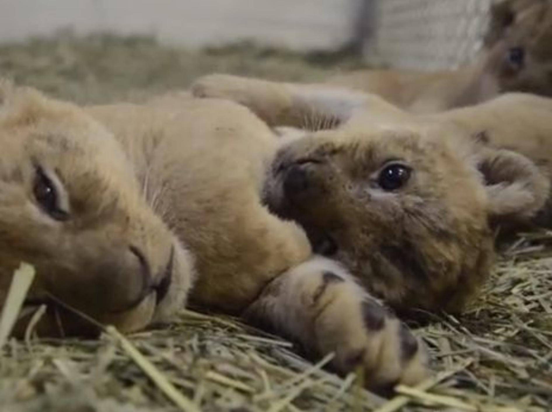 Fünf Wochen alte Löwenbabys beim Kuscheln - Bild: Youtube / Oregon Zoo