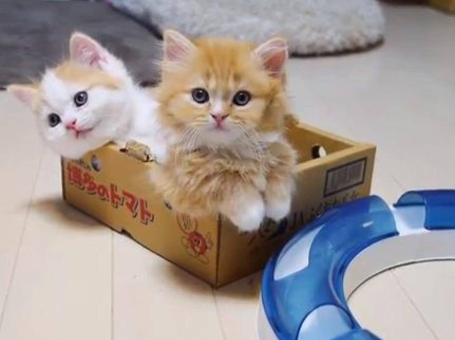 Die roten Babykatzen hsaben es sich im Karton gemütlich gemacht - BIld: Youtube/ StudioSinga