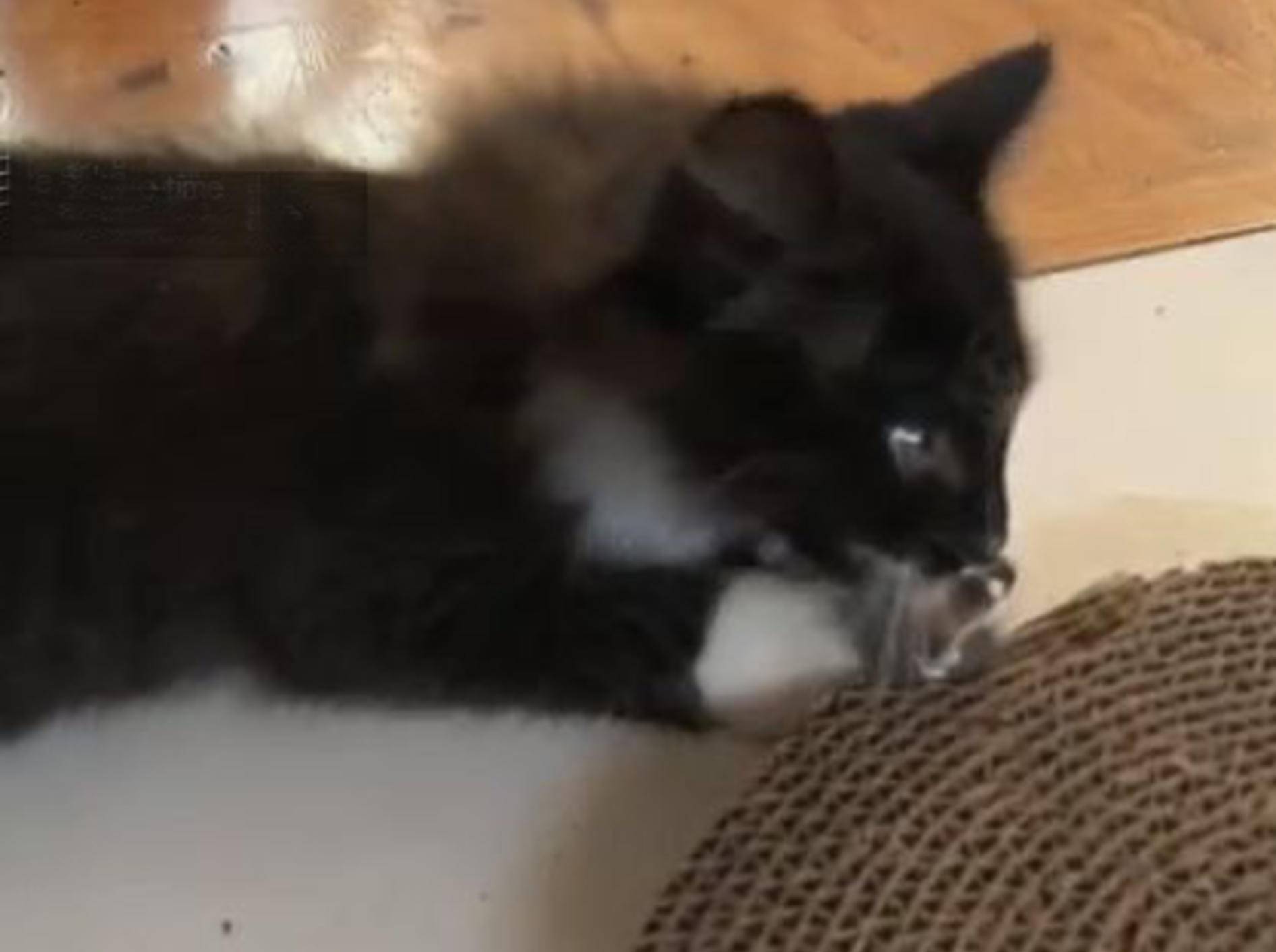Schwarzes Kätzchen mit Spielzeugmaus - Bild: Youtube / The Pet Collective