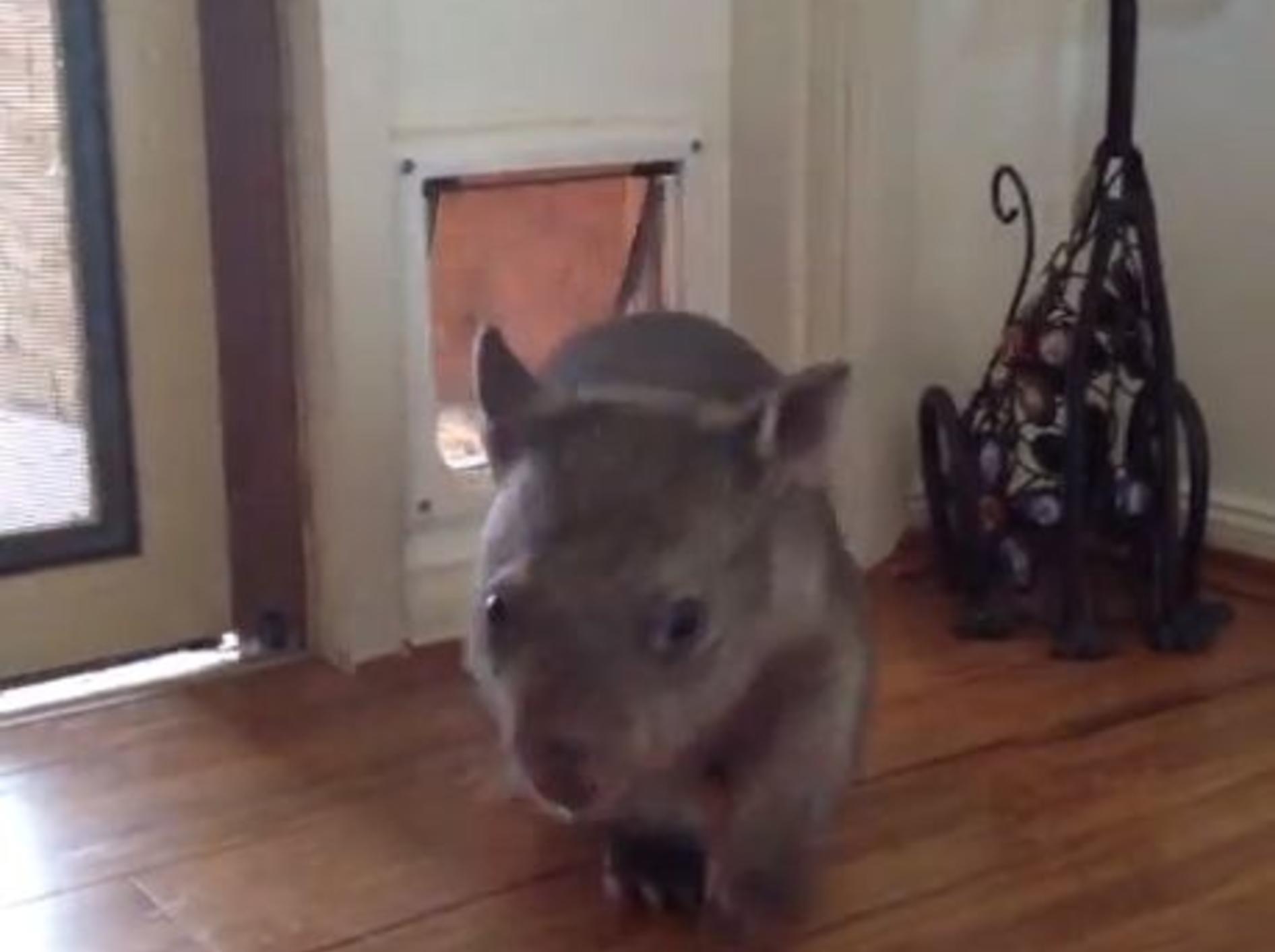 Ruby der Wombat kann die Katzenklappe benutzen - Bild: Youtube / Matt Hill