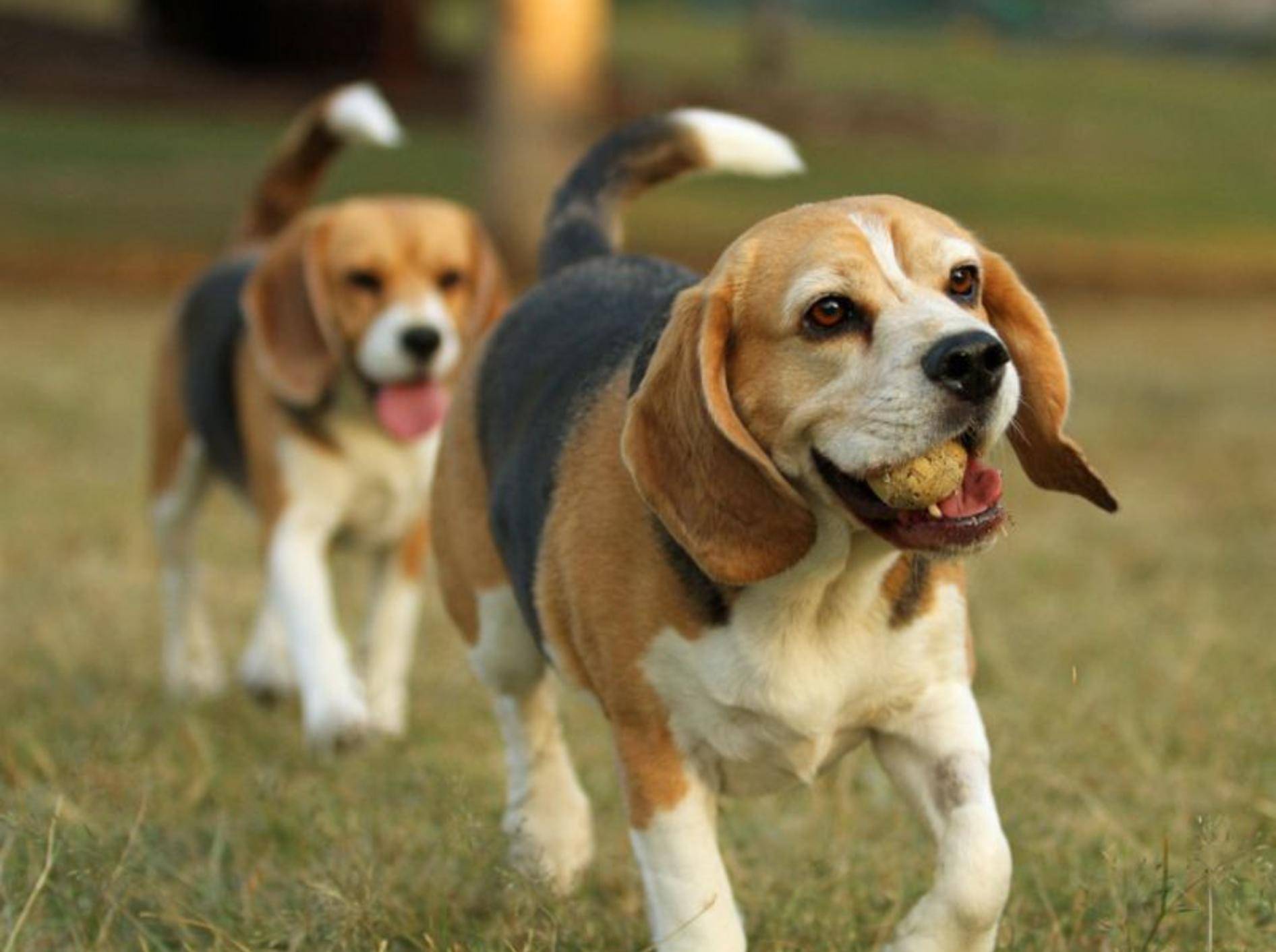 Der Beagle: Ein kleiner Hund, der sich in Gesellschaft am wohlsten fühlt — Bild: Shutterstock / Ross Stevenson