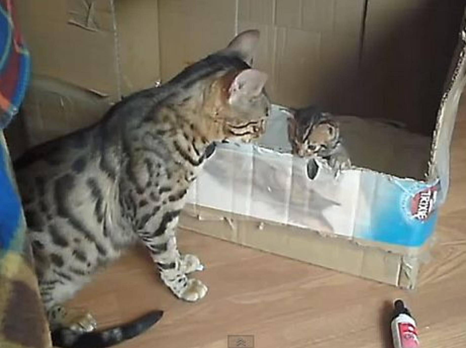Zauberhaft: Bengal-Katze „redet“ mit ihrem Kitten — Bild: Youtube / wwwFrostymooncouk