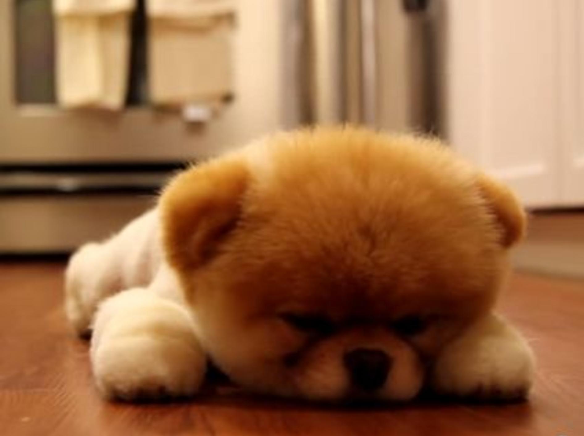Boo, der süßeste Hund der Welt, ist sooo müde! — Bild: Youtube / AndrewtMason