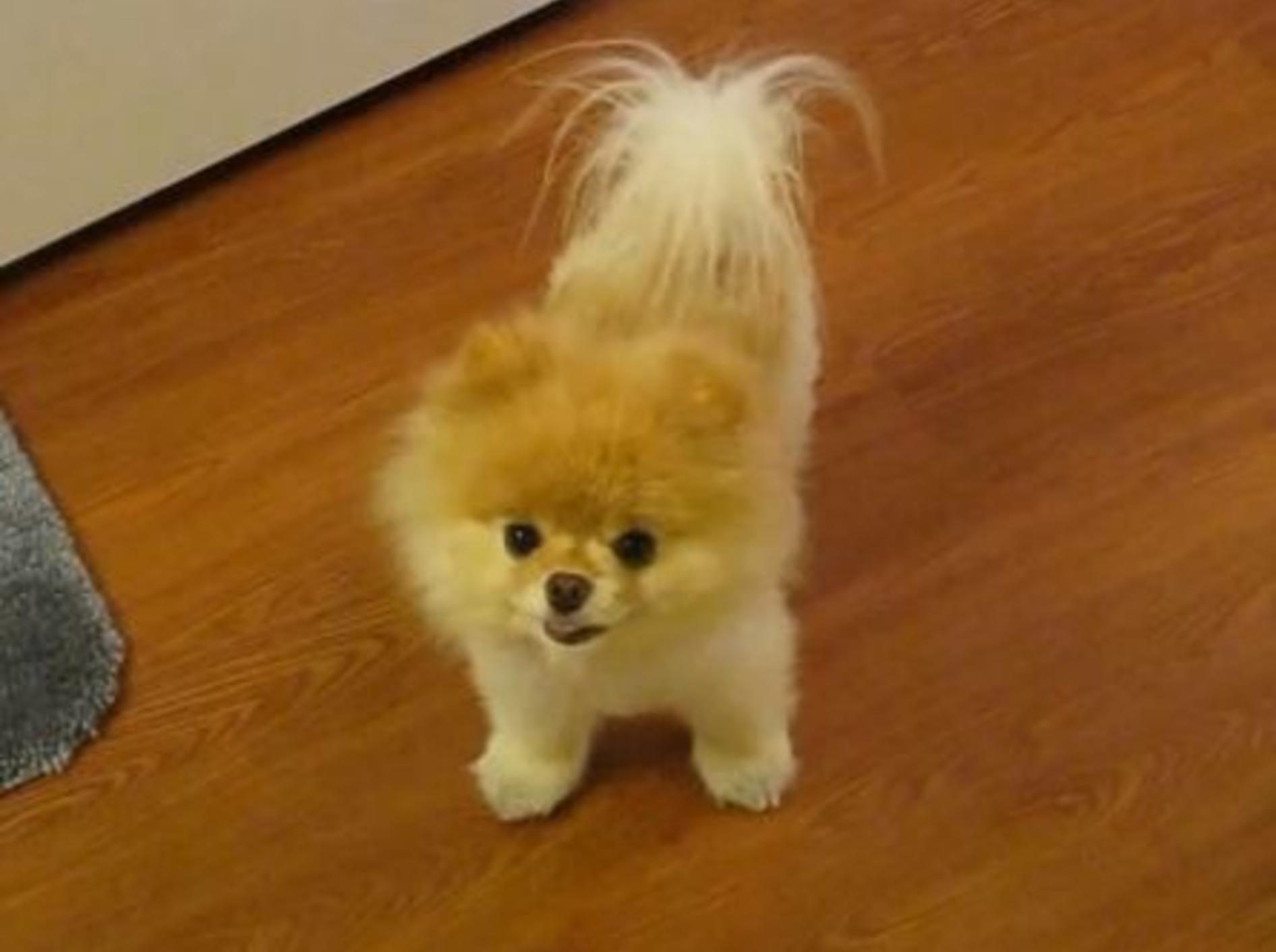 Best of Boo: Süßer Teddy-Hund zeigt sein Zuhause — Bild: Youtube / PuppyLoverJ