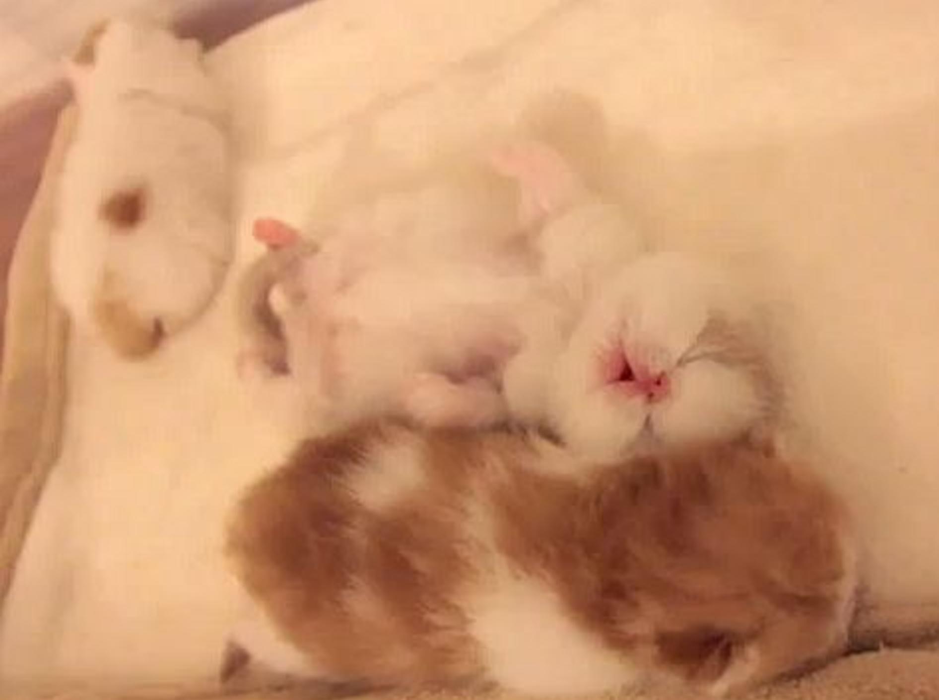 Bezauberndes Katzenbaby macht Yoga im Schlaf — Bild: Youtube / sweetfurx4