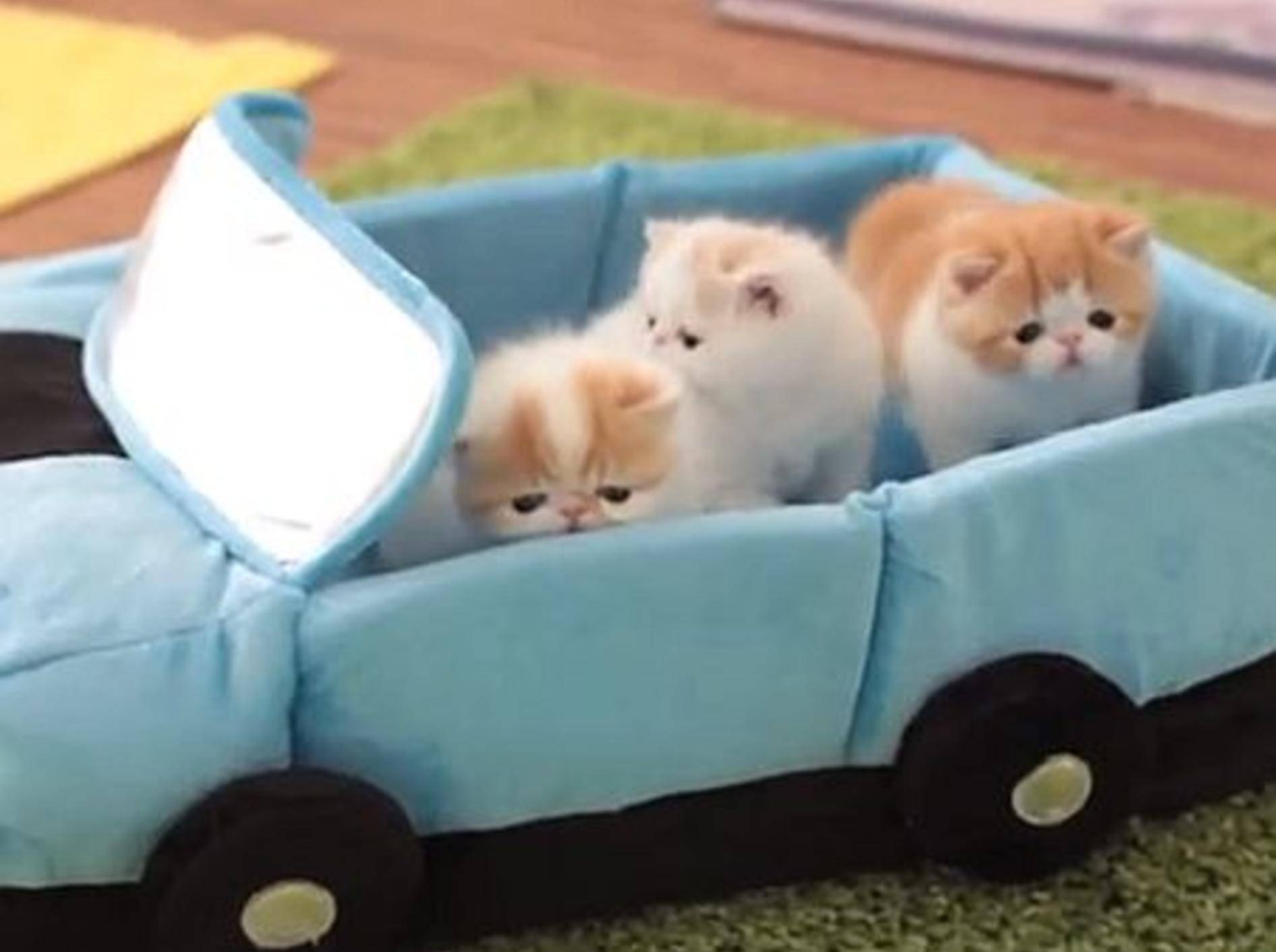 Exotische Kurzhaar Katzenbabys fahren Auto — Bild: Youtube / sweetfurx4