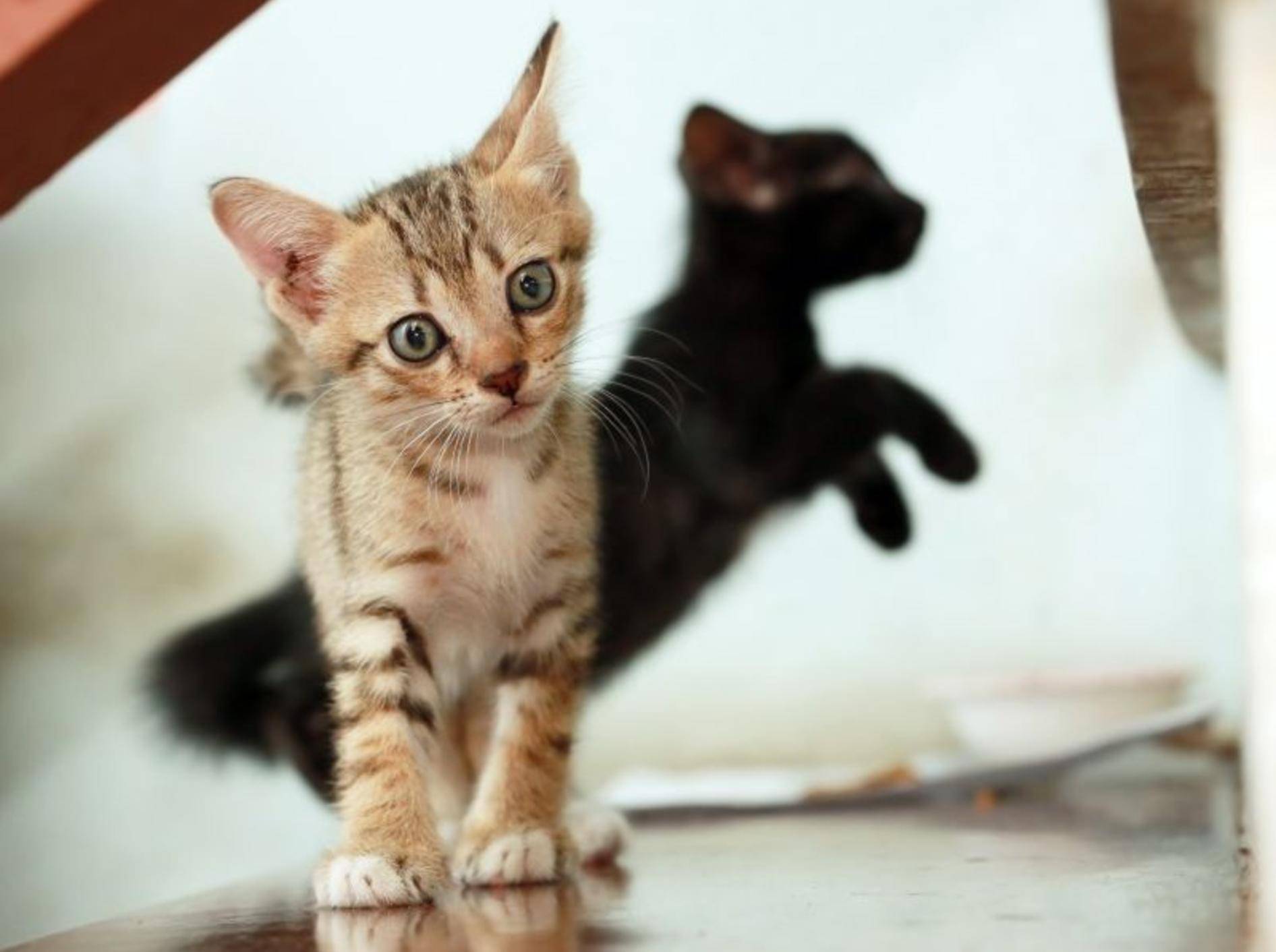 Auf der Mauer, auf der Lauer ... Wenn dieses Katzenbaby gleich loslegt, gibt's kein halten! — Bild: Shutterstock / PCHT