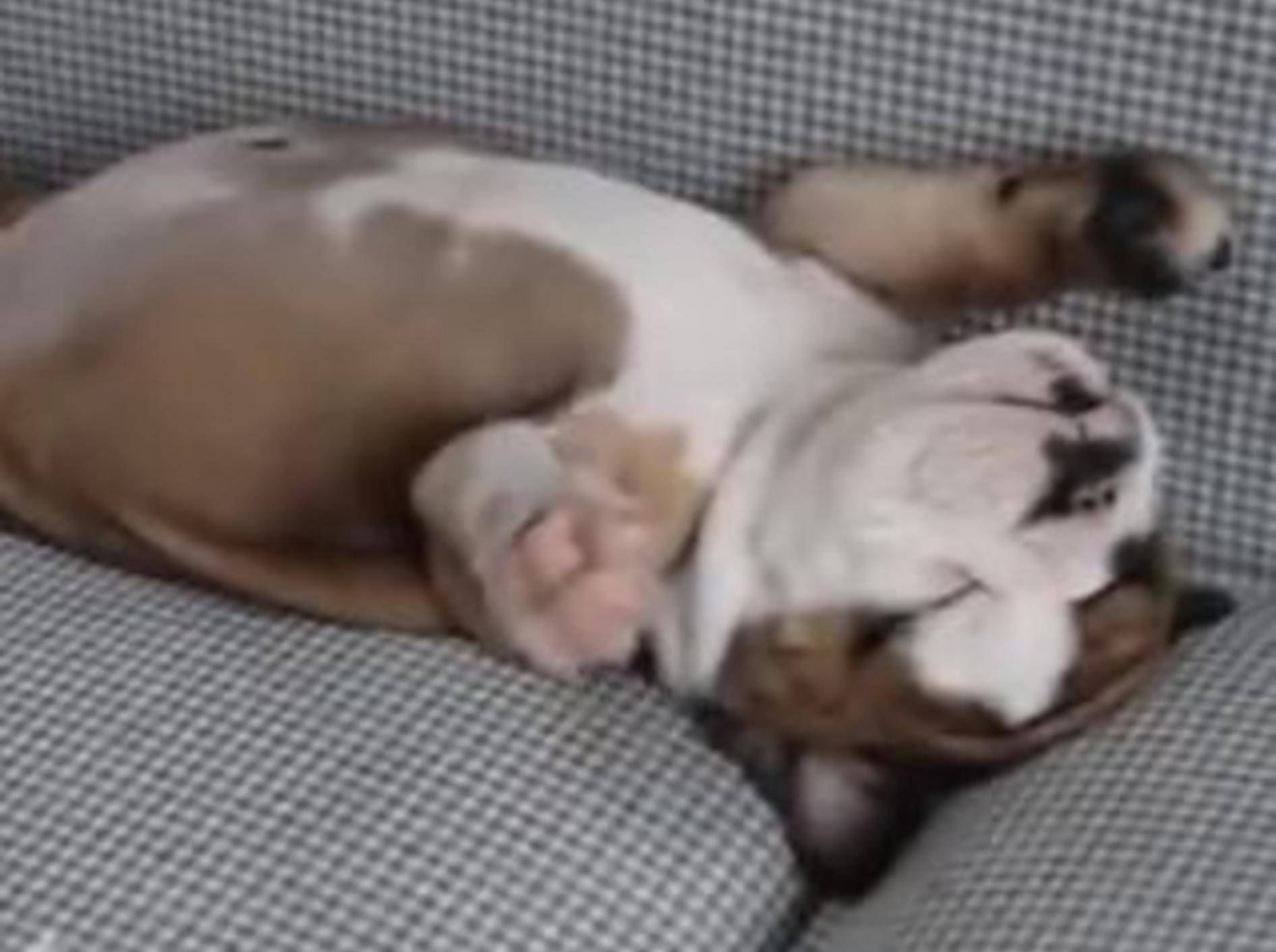 Herzige Französische Bulldogge schläft auf dem Rücken — Bild: Youtube / FunnyFuse