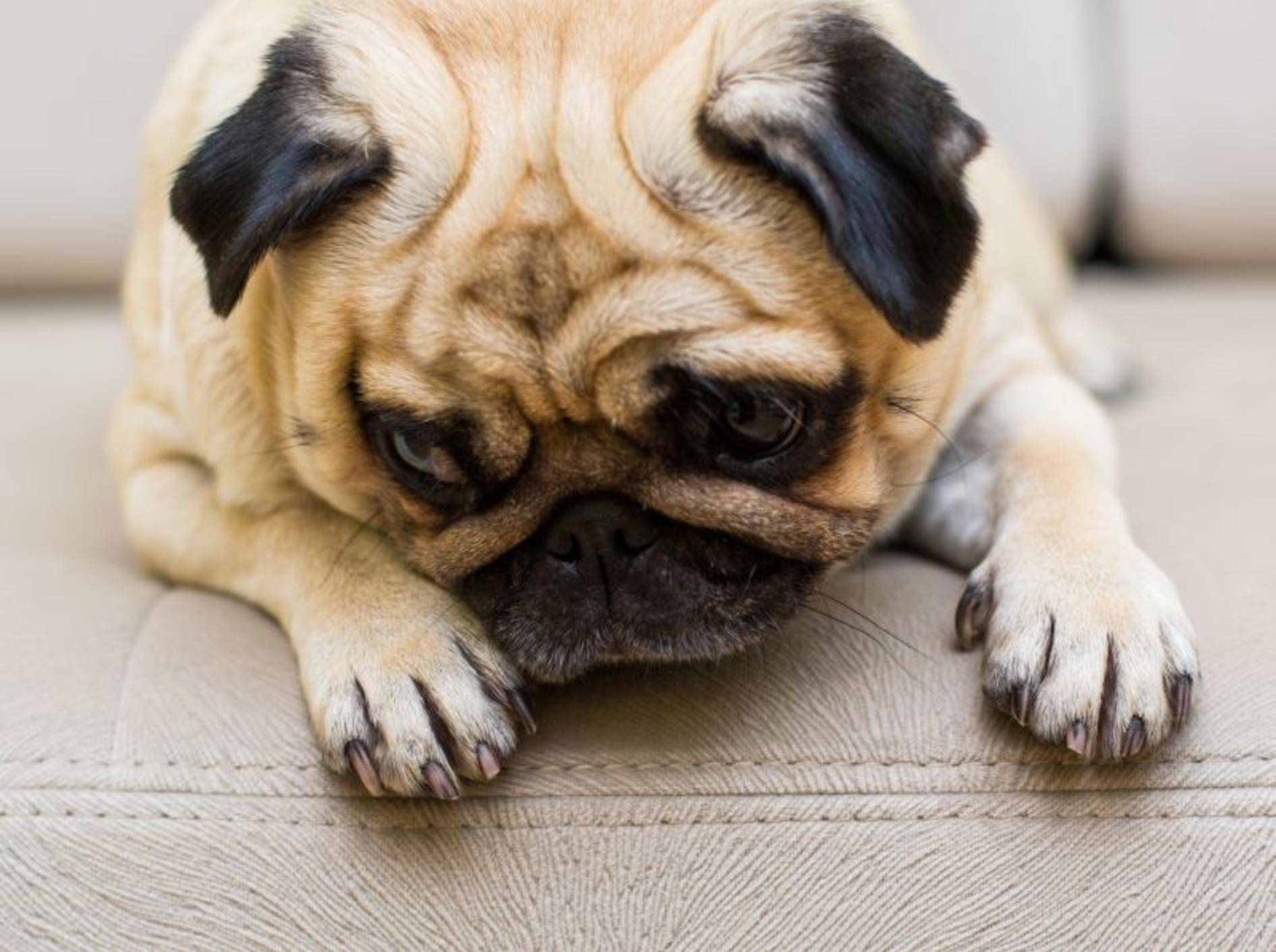 Angst vor Silvester: Für manche Hunde ein großes Problem — Bild: Shutterstock / spilman