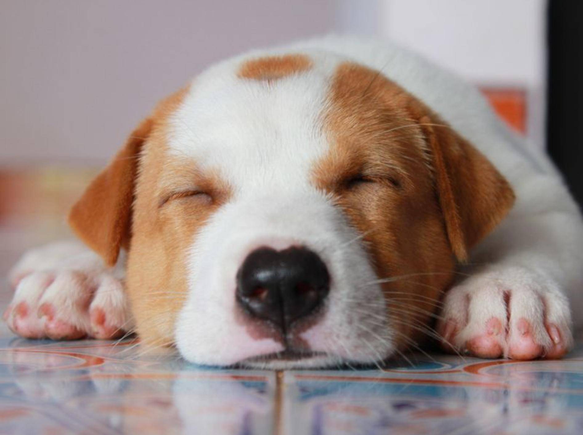 Nach guter Vorbereitung bleibt ein junger Hund Silvester ganz entspannt — Bild: Shutterstock / watchara
