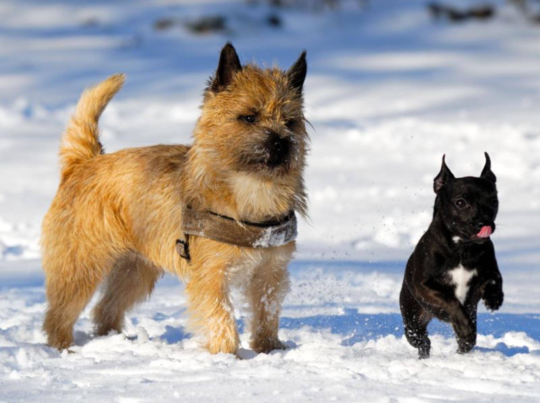 So schön kann ein Hundespaziergang im Winter sein — Bild: Shutterstock / Lars Christensen