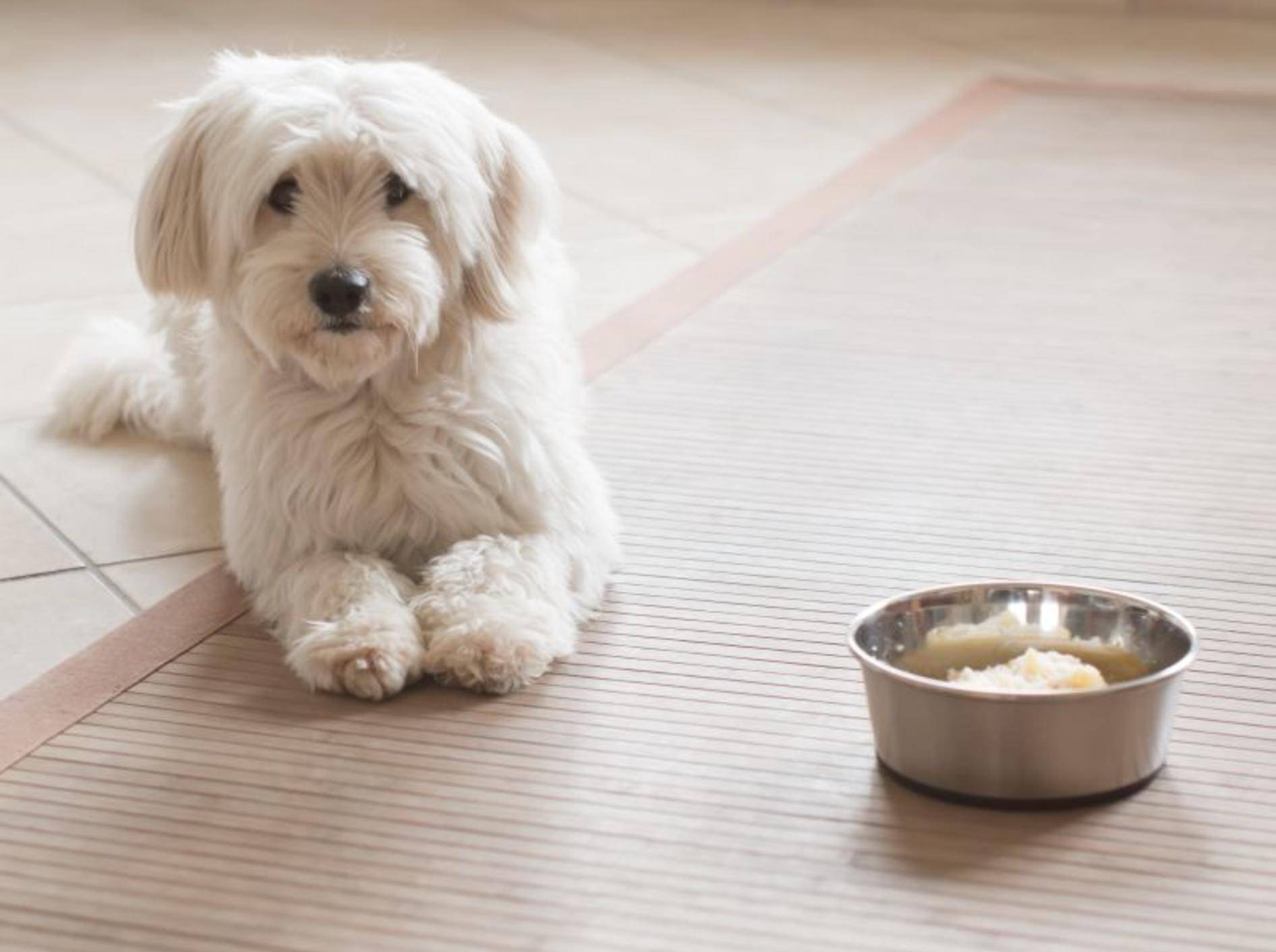 Schonkost für Hunde selber kochen: Reis, Kartoffeln und Hühnchen eignen sich für die Zubereitung — Bild: Shutterstock / Cryber