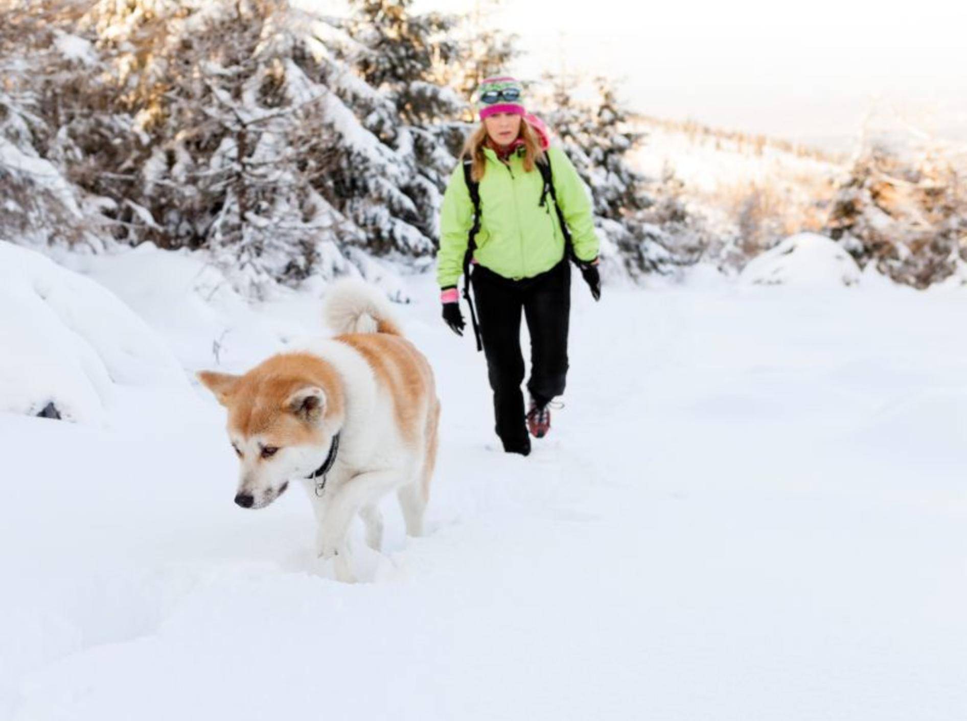 Mit dem Hund im Winter nach draußen zu gehen ist mit etwas Vorbereitung besonders schön — Bild: Shutterstock / Blazej Lyjak