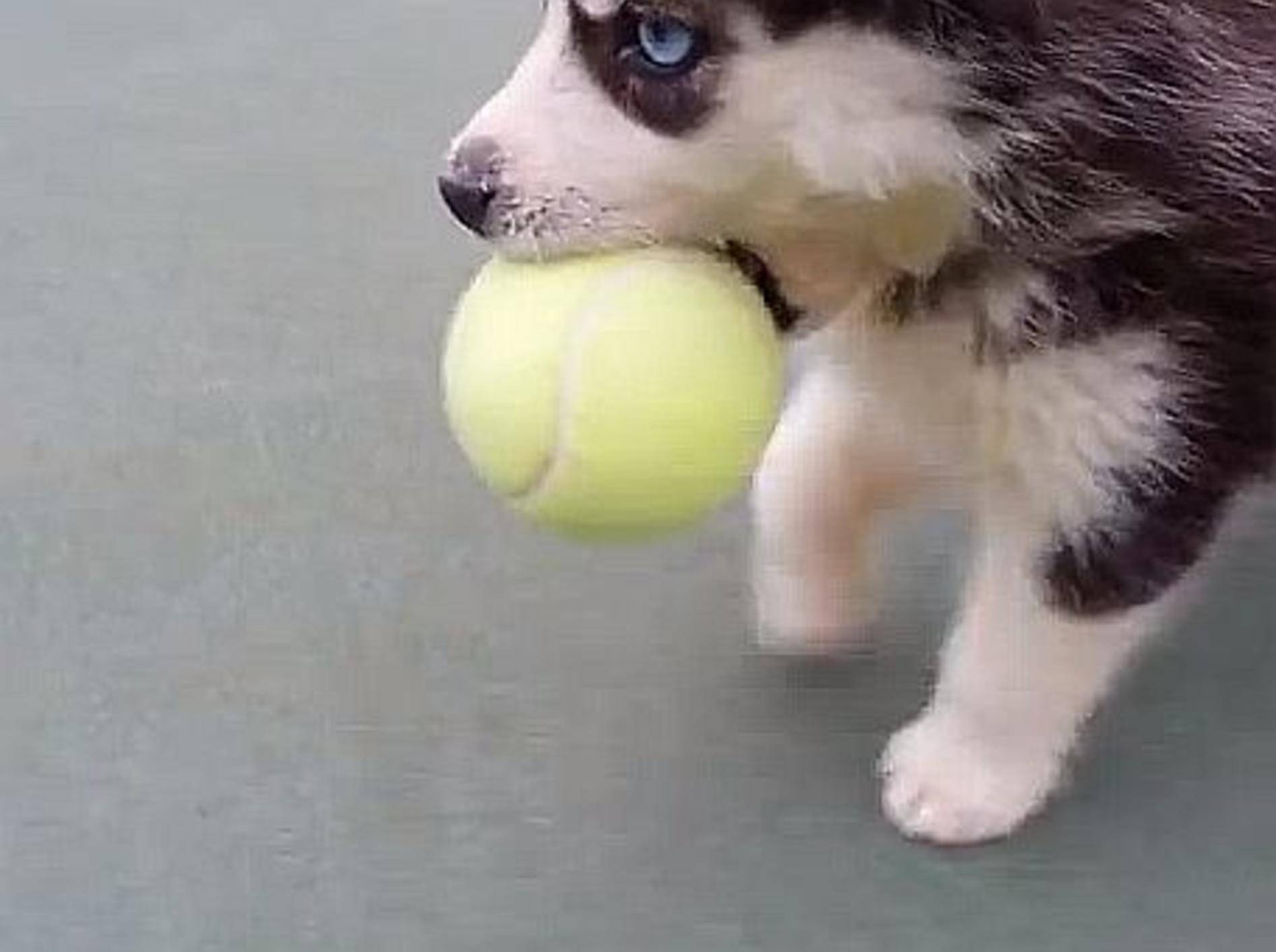 Husky-Welpe: Tennisball spielen macht Spaß! — Bild: Youtube / Michael Cooperman