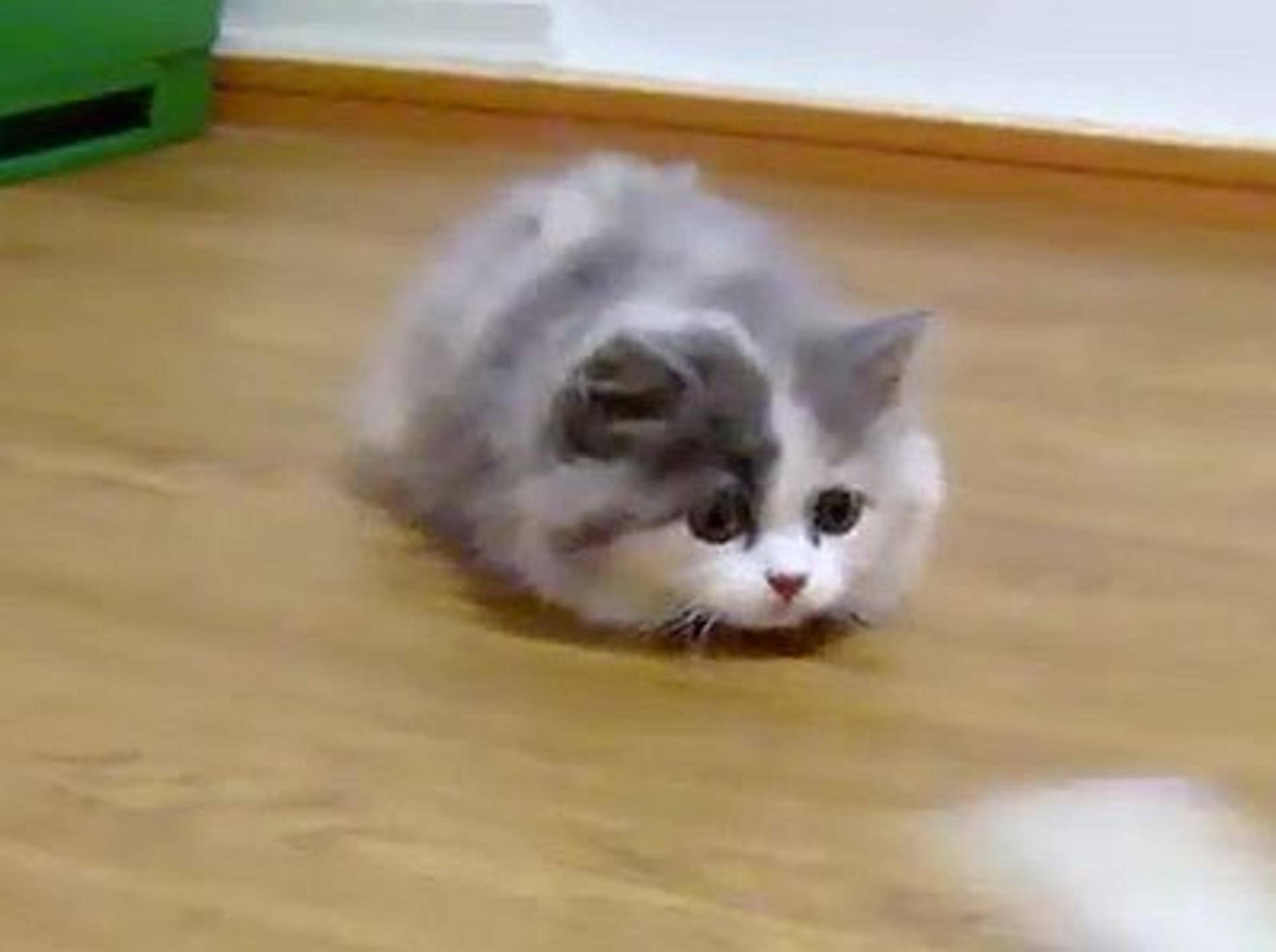 Flauschigstes verspieltes Kätzchen der Welt? — Bild: Youtube / roytar99
