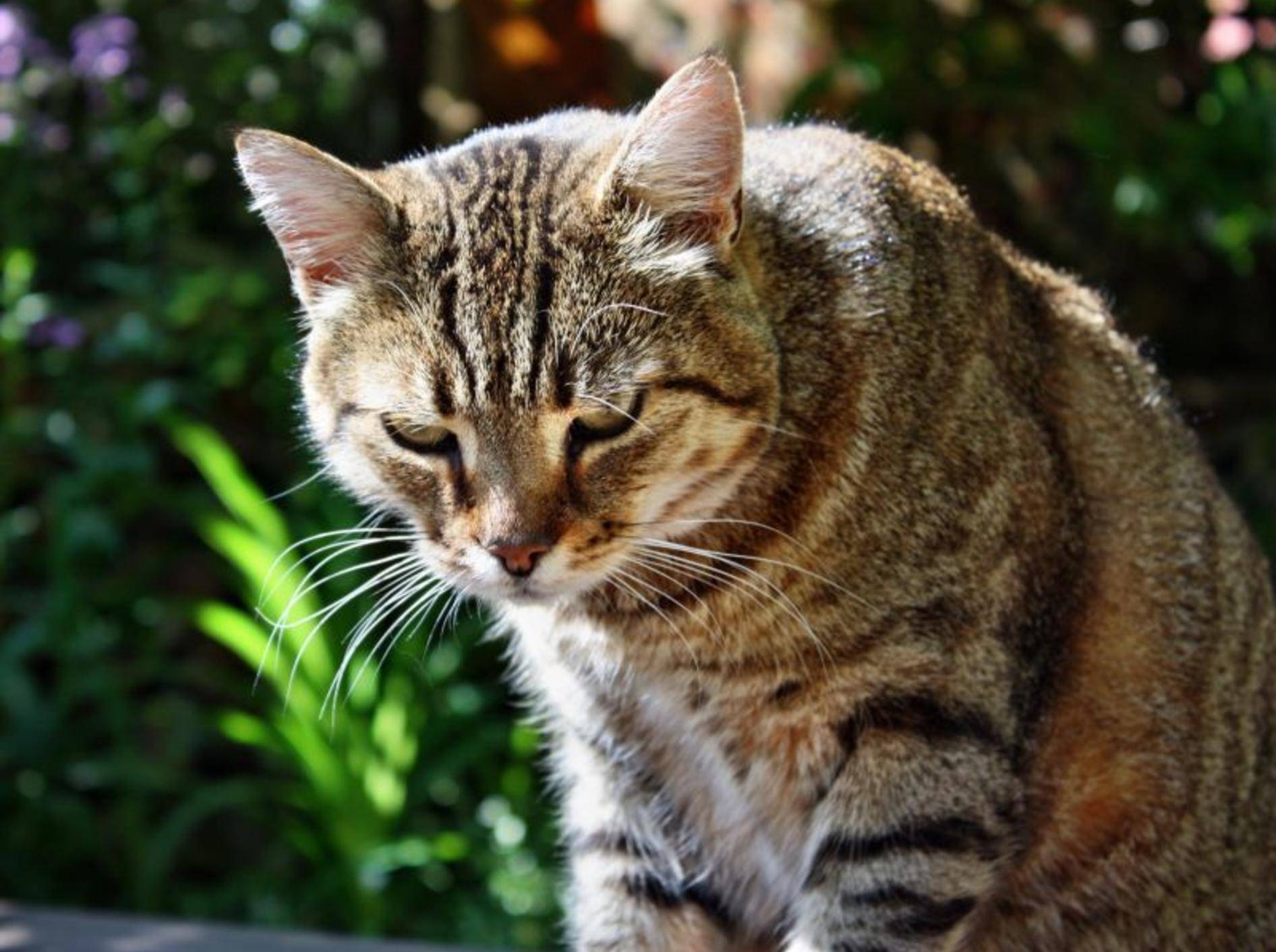Wenn Katzen erbrechen hilft oft Schonkost und viel Wasser — Bild: Shutterstock / Adam J