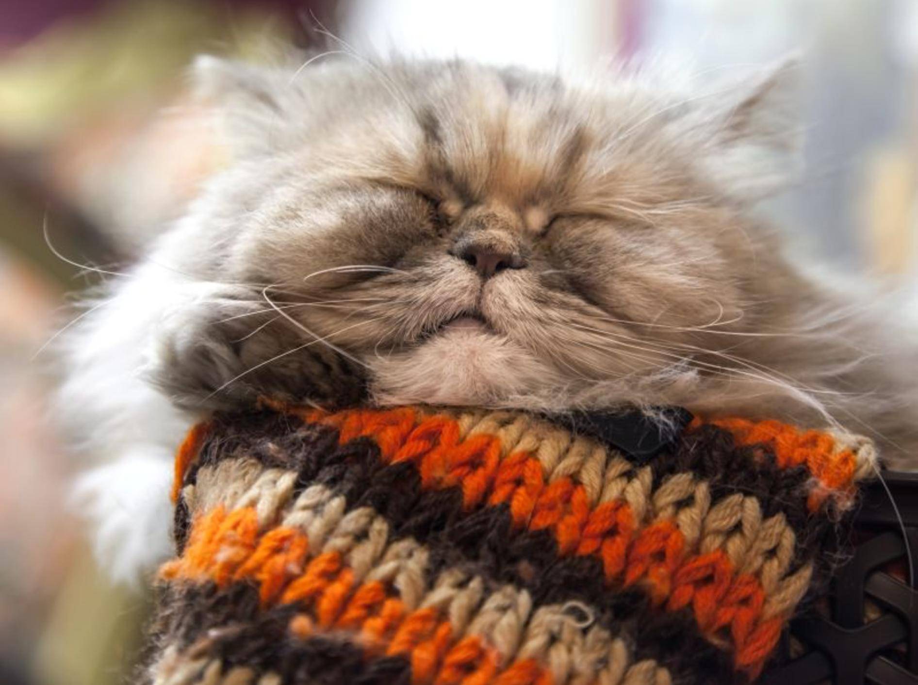 Vier Nahrungsergänzungsmittel für schönes Katzenfell — Bild: Shutterstock / Eugene Sergeev