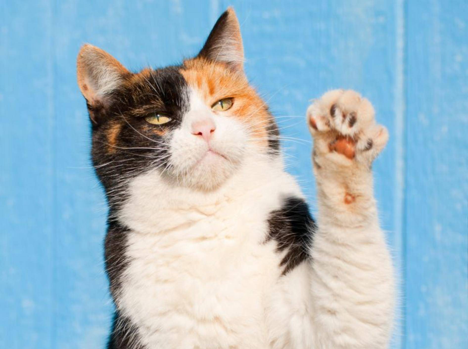 Süße High-Five-Compilation mit Katzen — Bild: Shutterstock / Sari ONeal