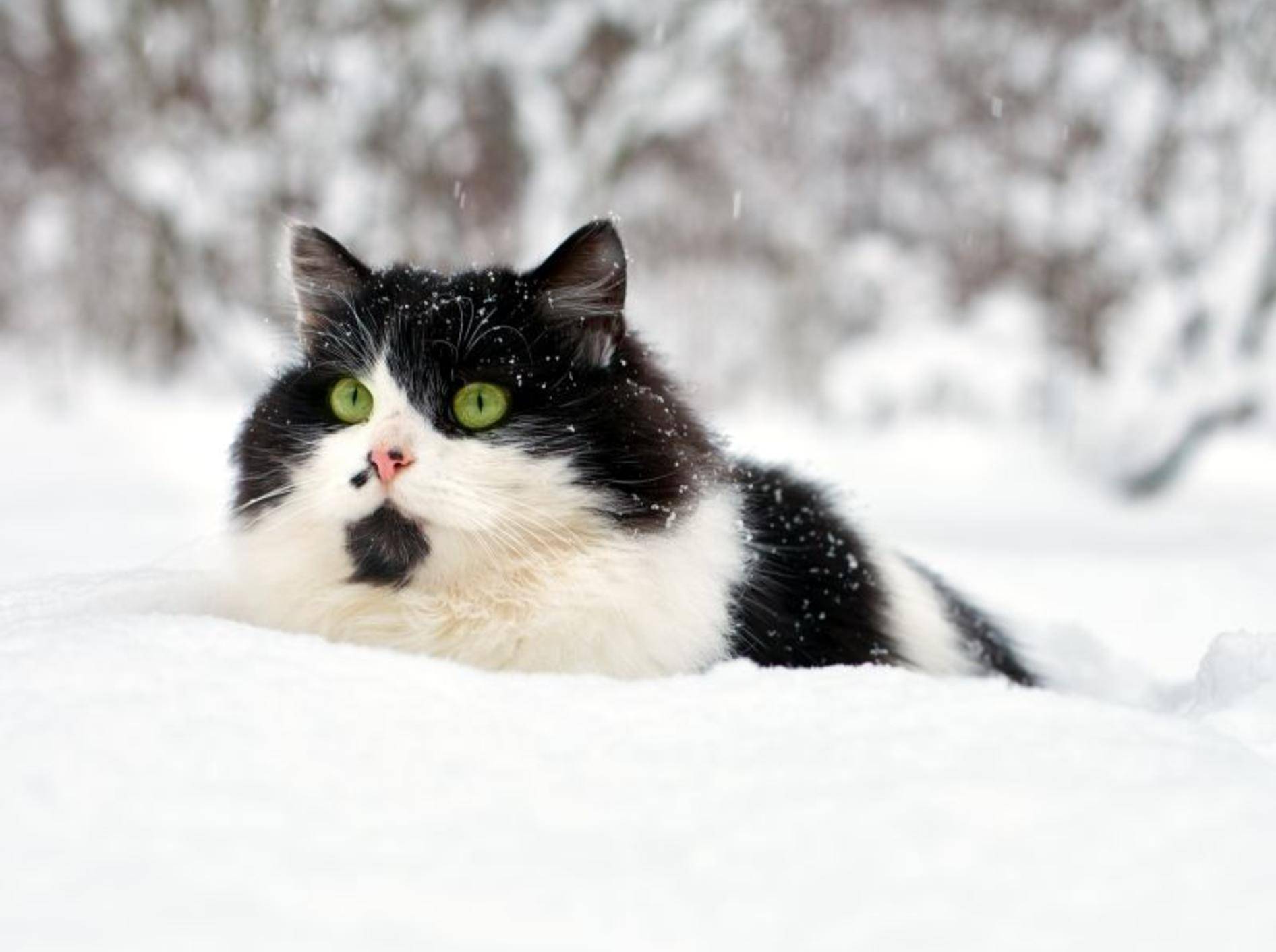 Freilaufende Katzen Im Winter