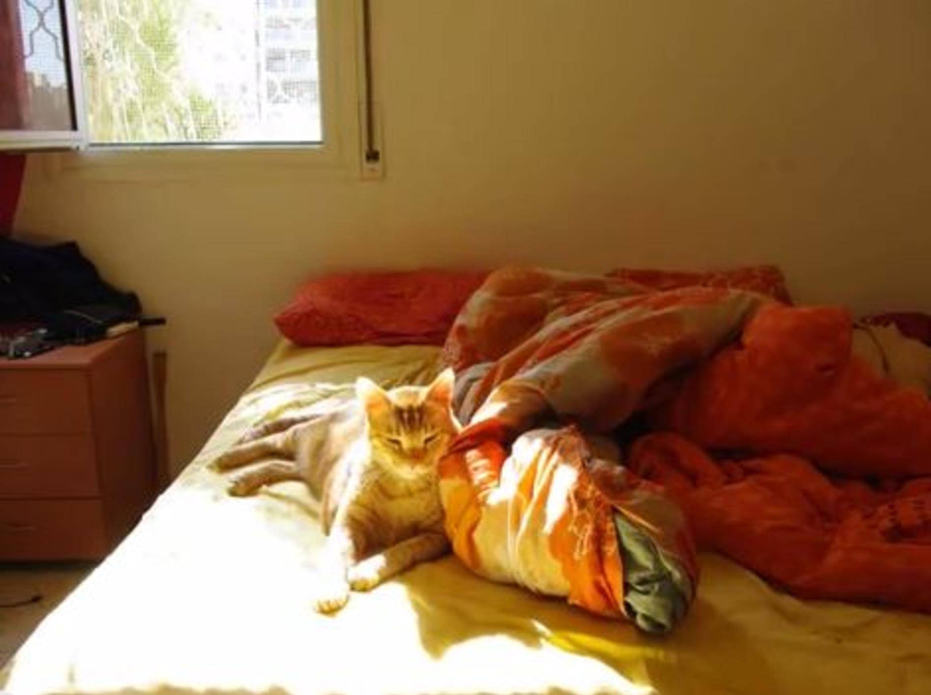 Drei Sonnenstunden mit einer gemütlichen Katze — Bild: Youtube / Anton Nosovitsky