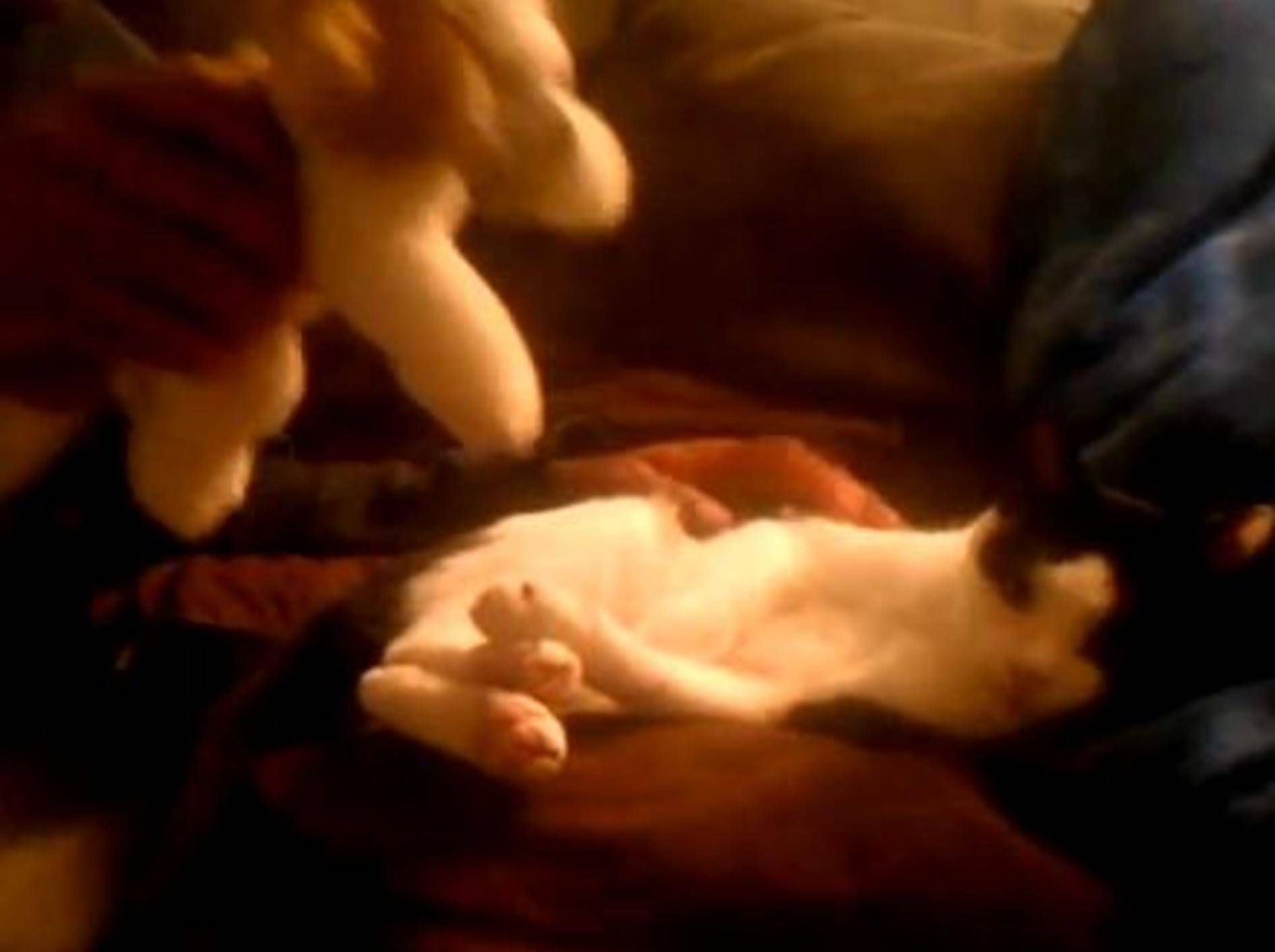 Katze Alley und ihr Lieblings-Teddybär — Bild: Youtube / gina giacone