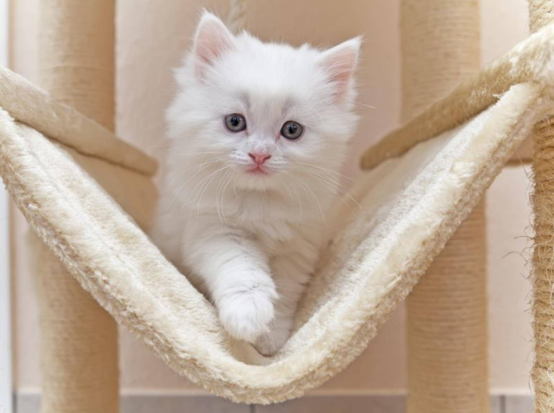 Katzenspielzeug für gute Laune und gegen Wintermüdigkeit — Bild: Shutterstock / Gena96