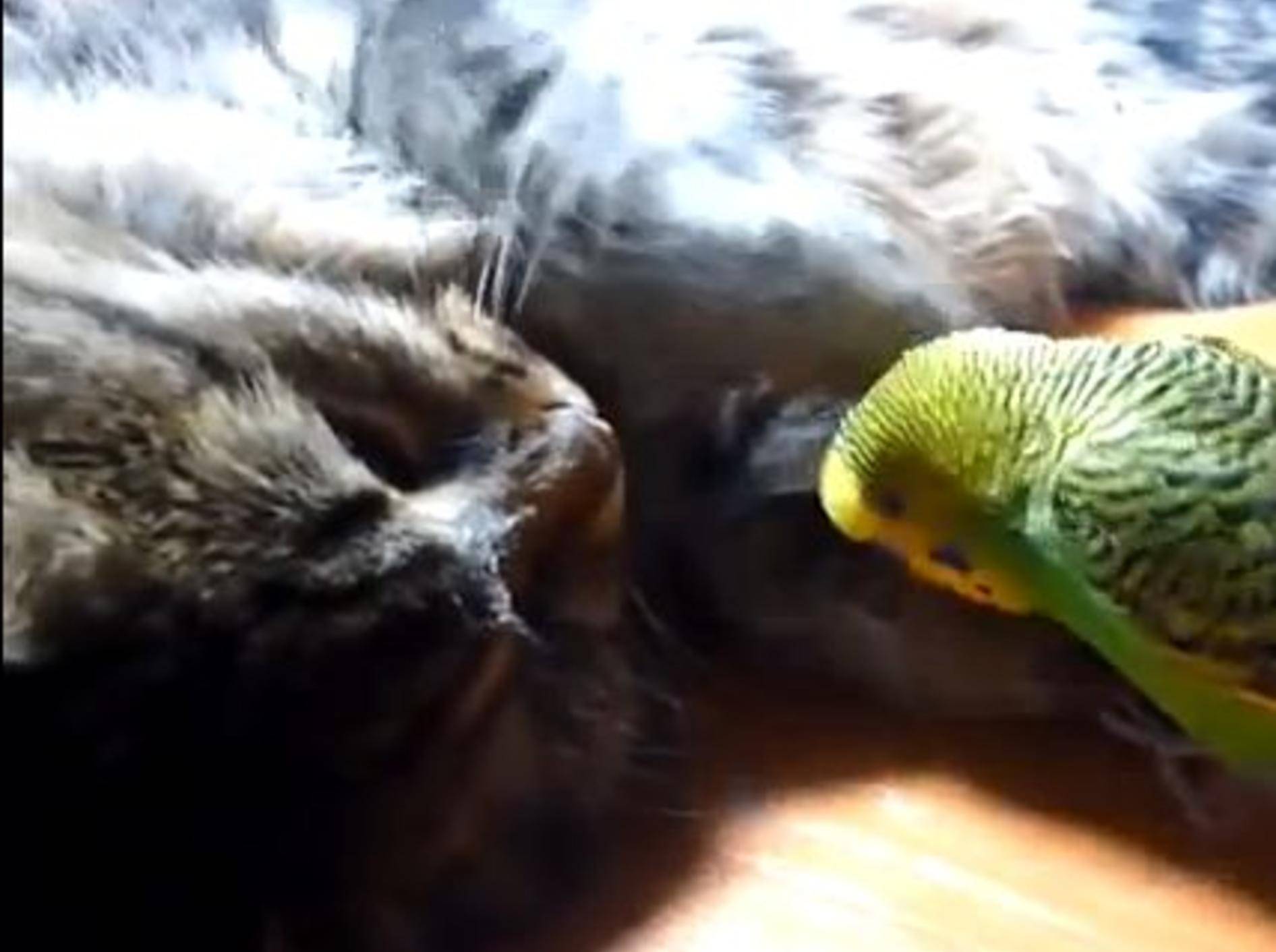 Wellensittich versucht, eine Katze zu wecken — Bild: Youtube / ignoramusky