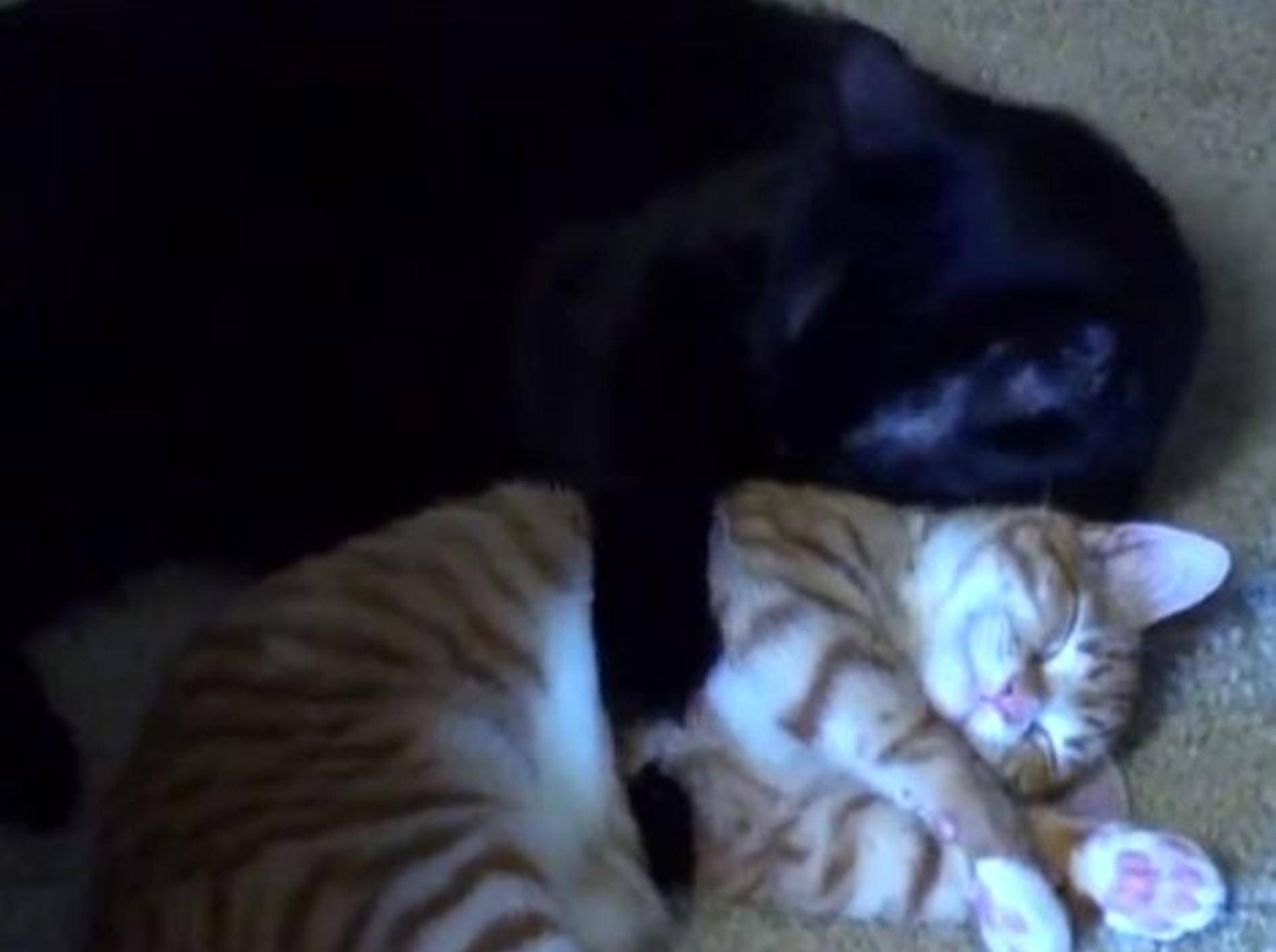 24 süße Stunden aus dem Leben zweier Katzen — Bild: Youtube / Chris Poole