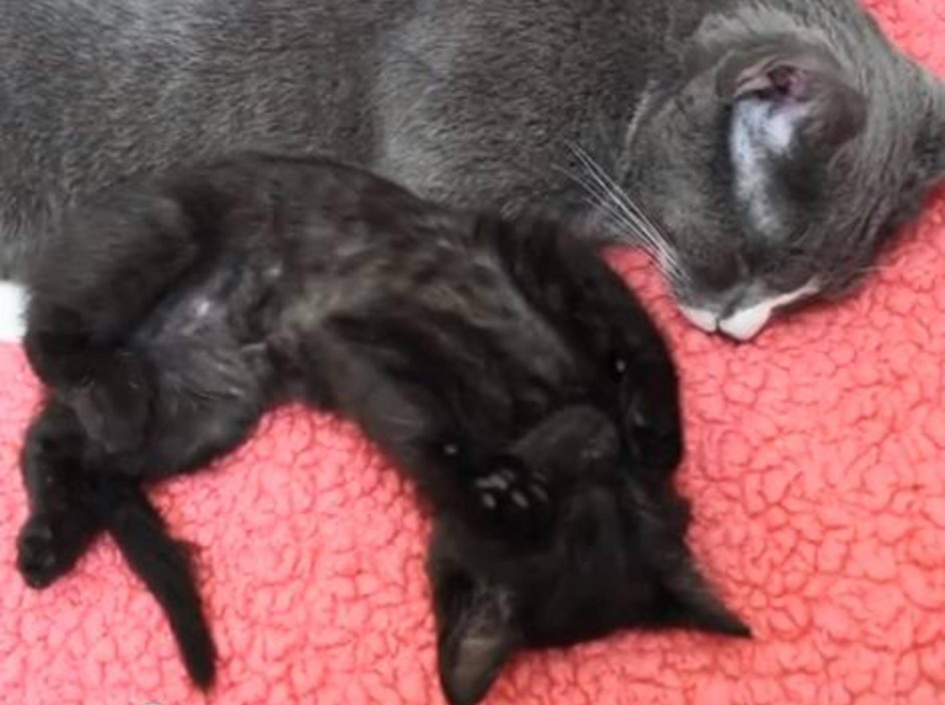 Wunderschön: Zwei Katzenfreunde knuddeln — Bild: Youtube / kittycatbliss