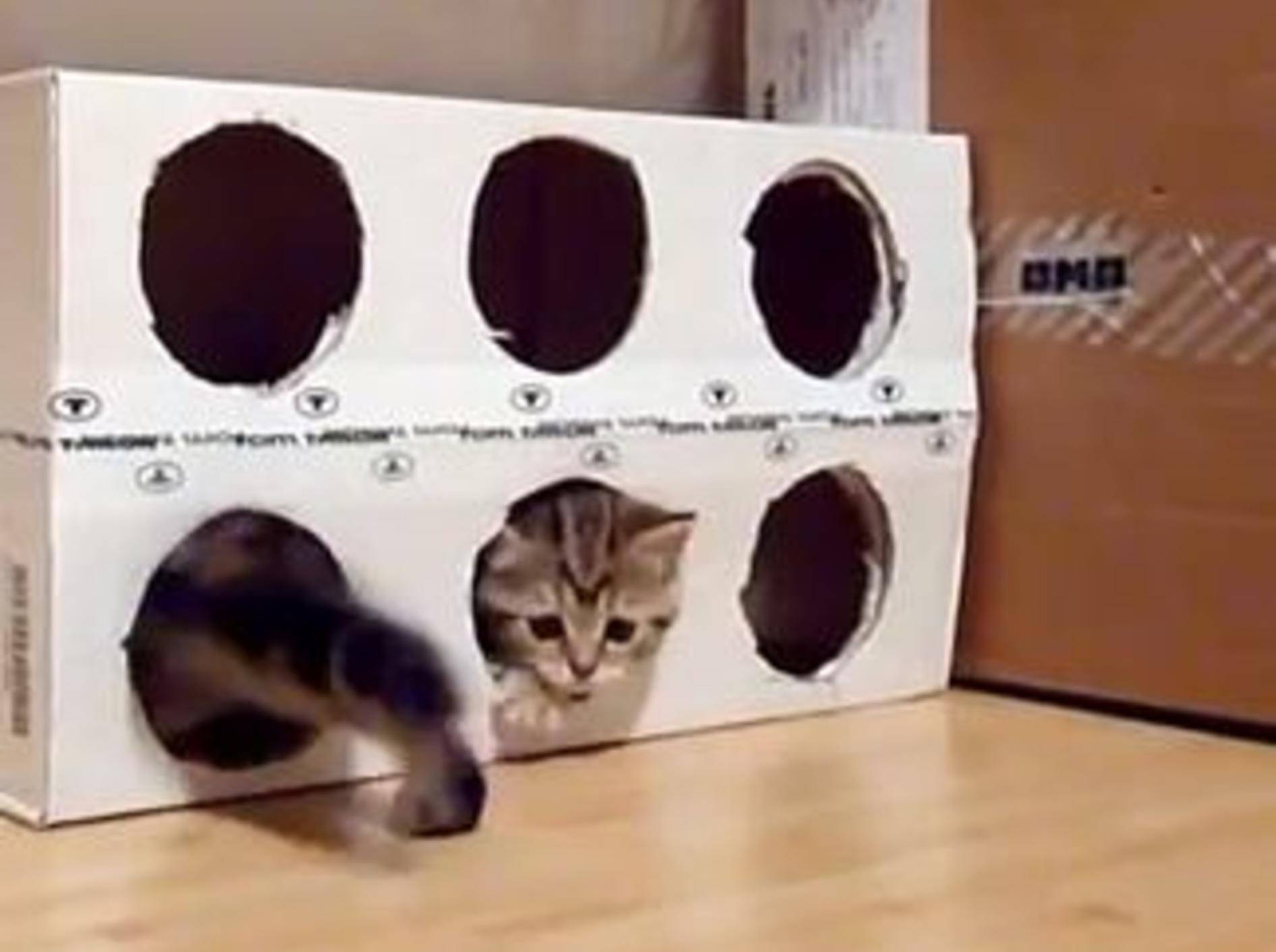 Herzige Katzenbande präsentiert ihr neustes Spielzeug — Bild: Youtube / Funnycatsandnicefish