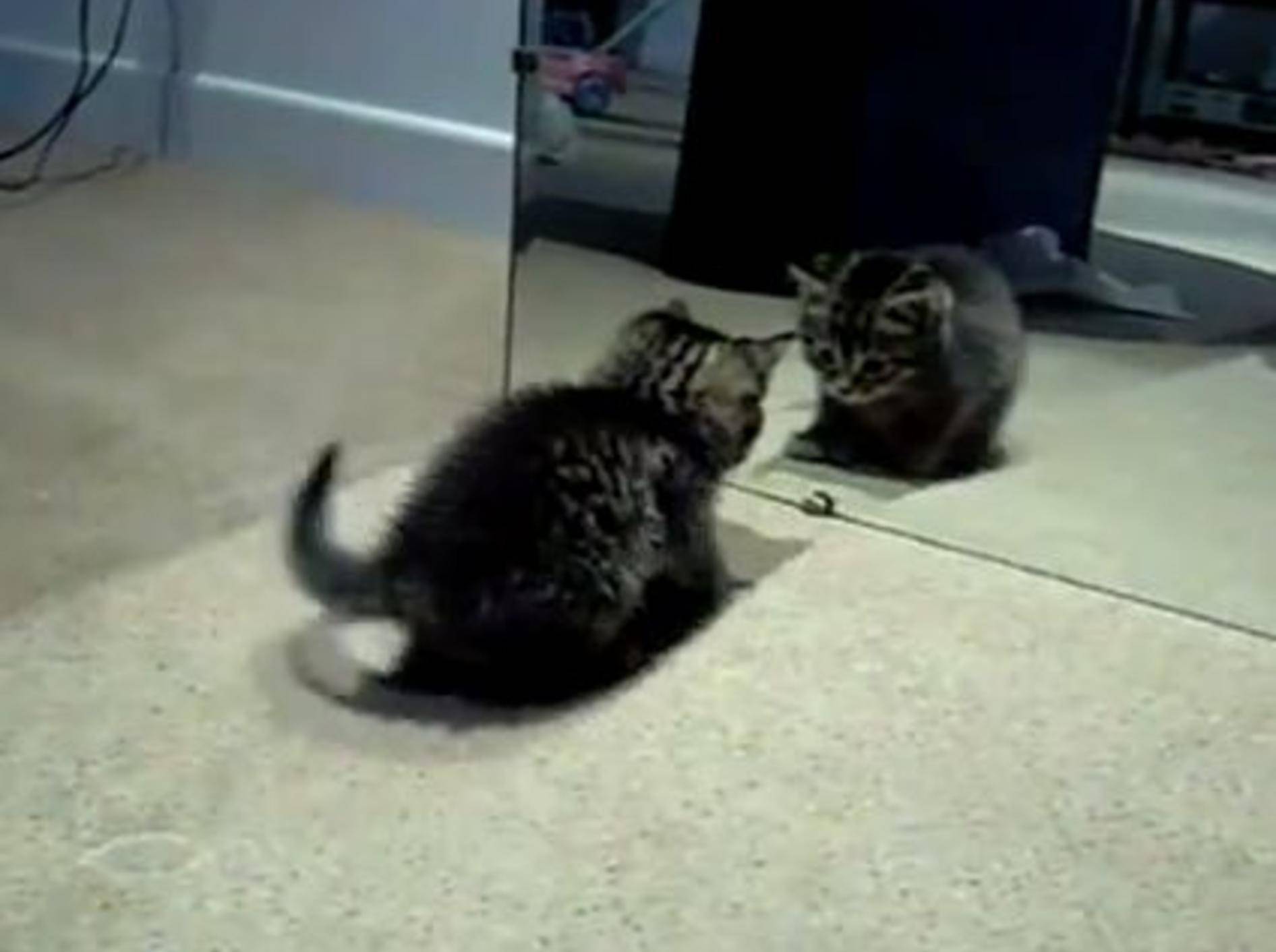 Nanu, wer ist denn das? Das Katzenbaby und der Spiegel — Bild: Youtube / Meow Aum