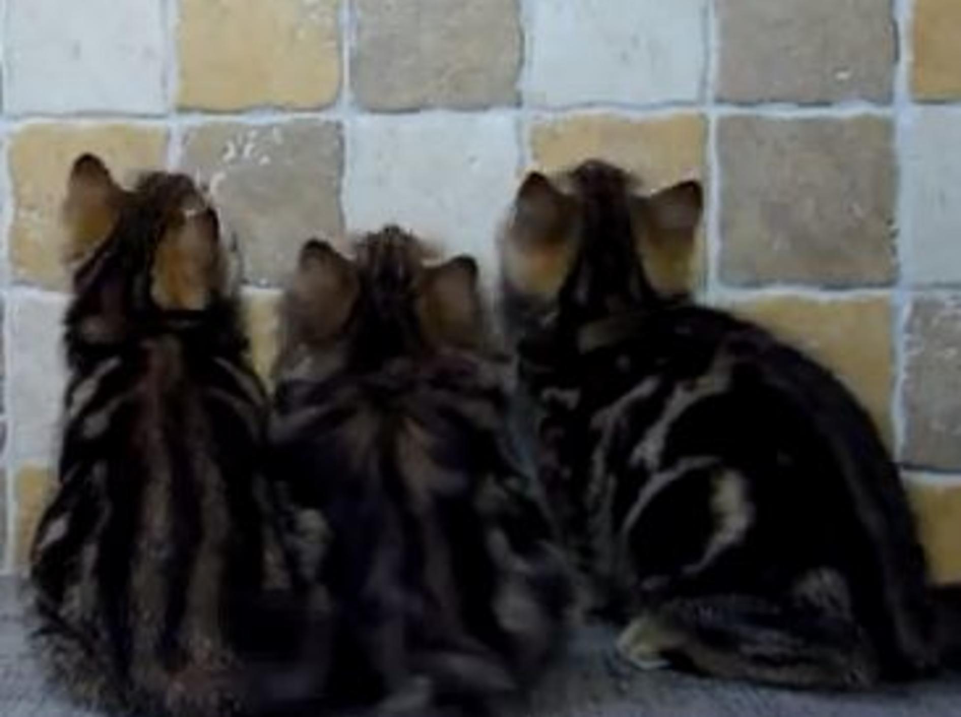 Süße kleine Bande macht Katzengymnastik — Bild: Youtube / Funnycatsandnicefish