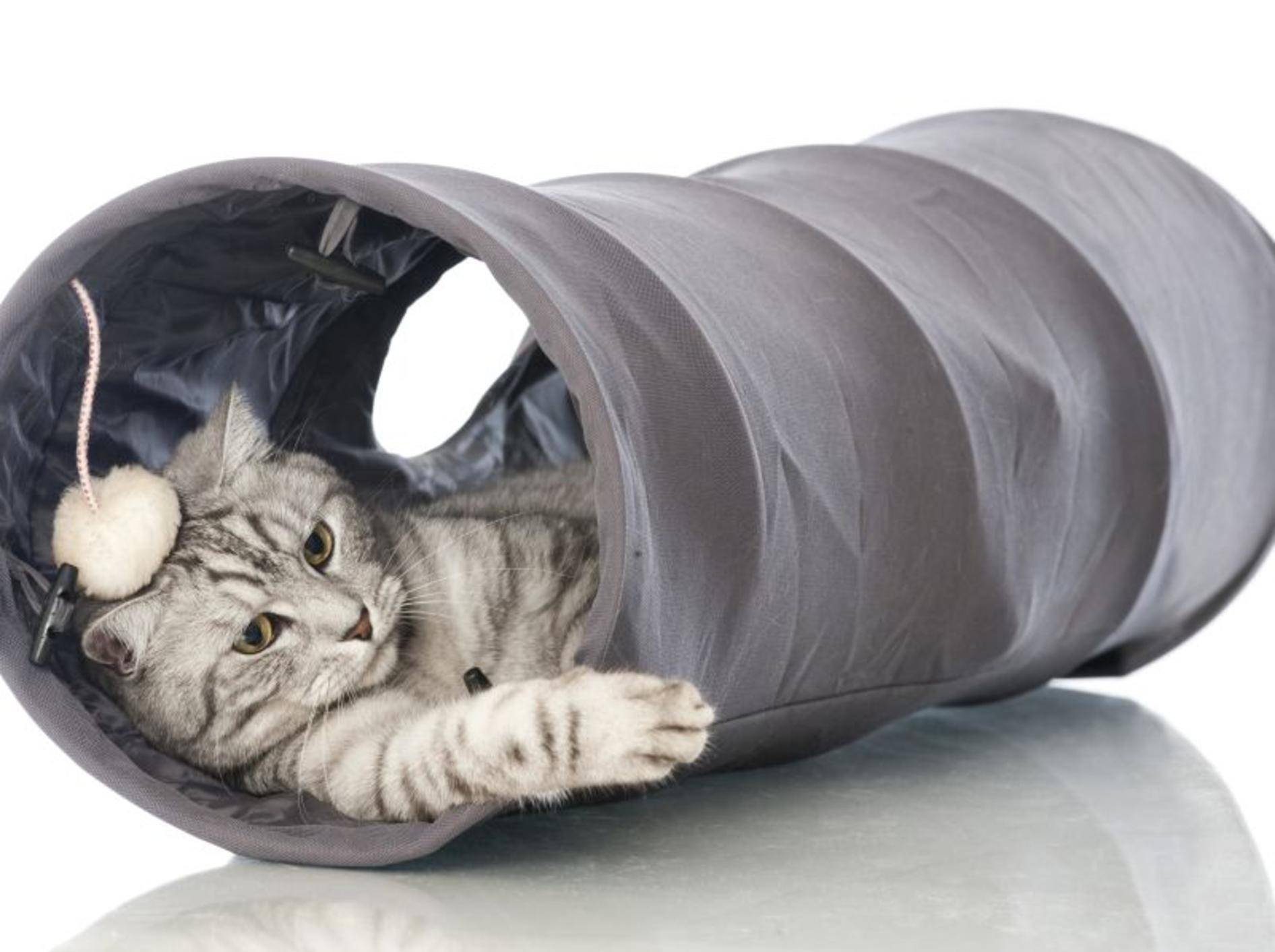 Zum Spielen und Verstecken: Die schönsten Katzentunnel — Bild: Shutterstock / Dora Zett