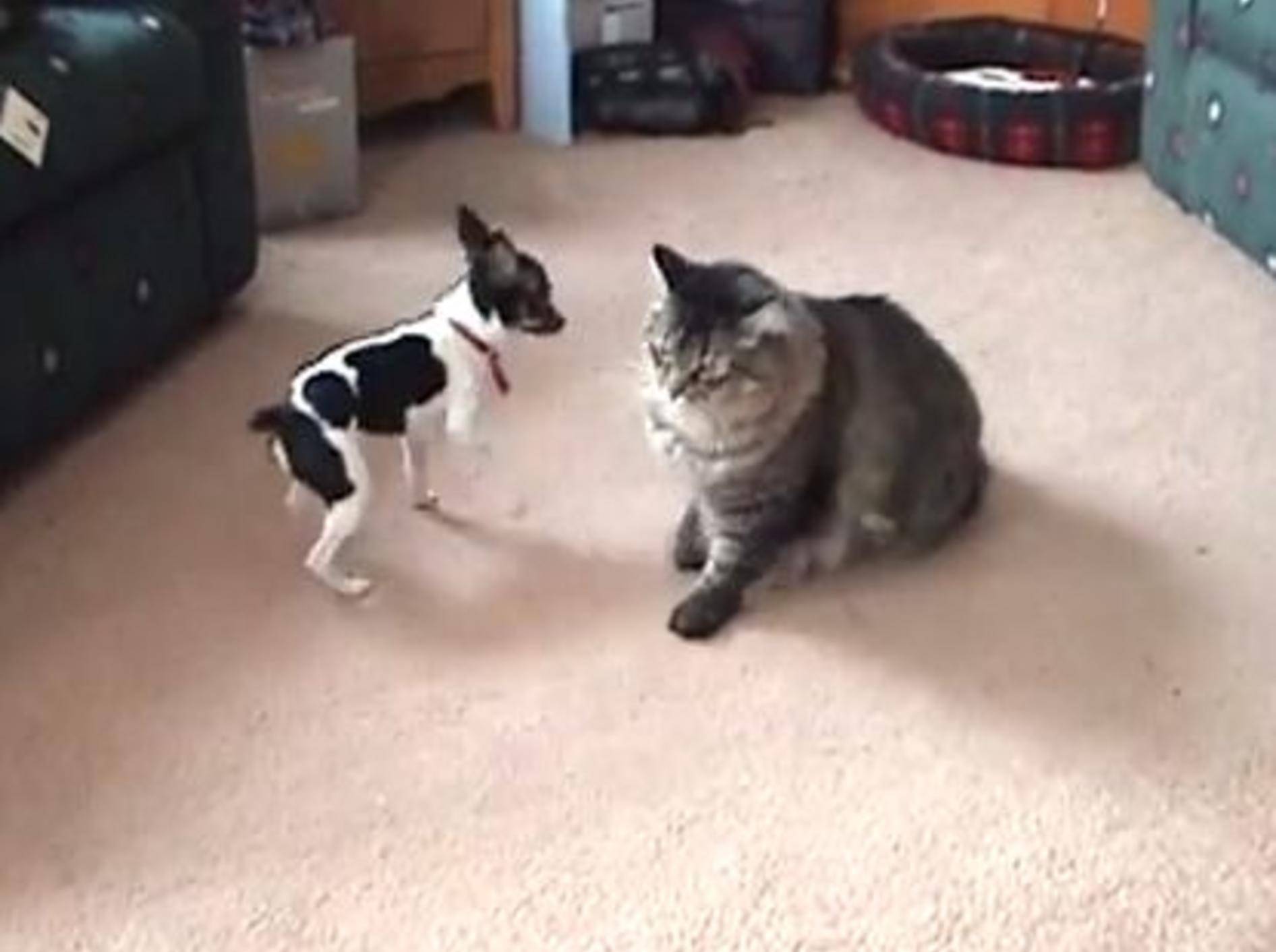 Große Katze, kleiner Hund: Maine Coon spielt mit Jack Russell — Bild: Youtube / LW13323