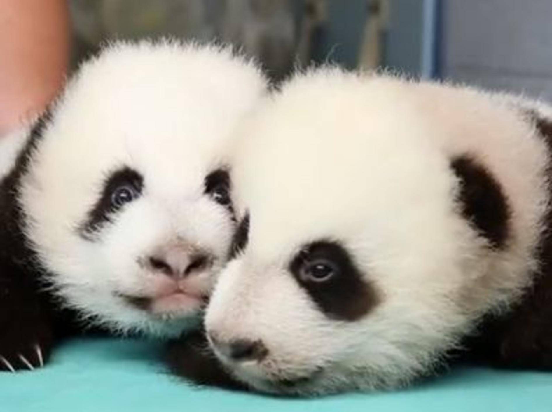 Die ersten 100 Tage der Pandababys Mei Lun und Mei Huan — Bild: Youtube / Zoo Atlanta