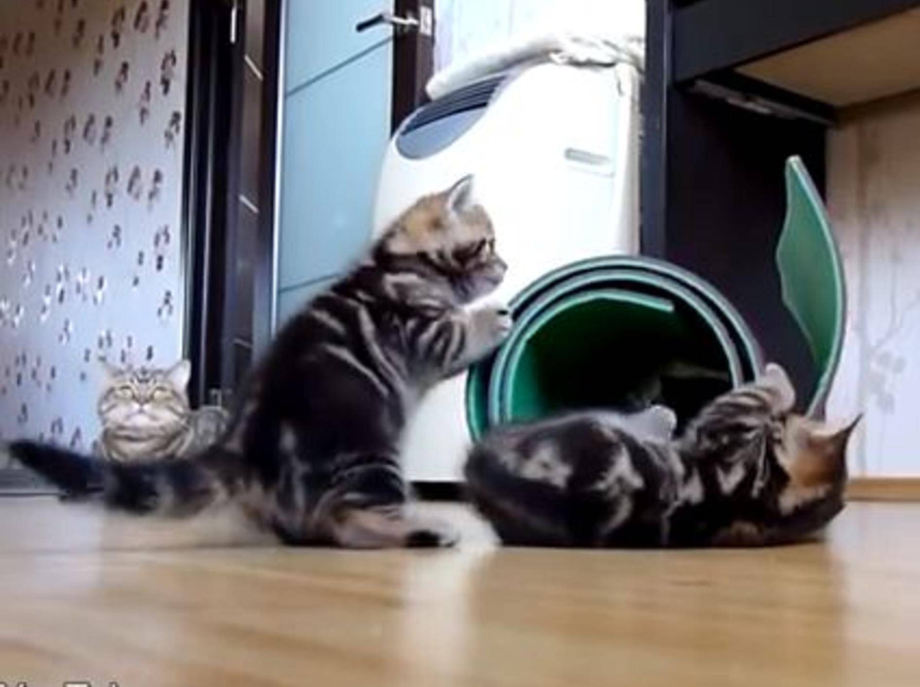 Mini-Katzen beim Toben: Wer gewinnt? — Bild: Youtube / Funnycatsandnicefish