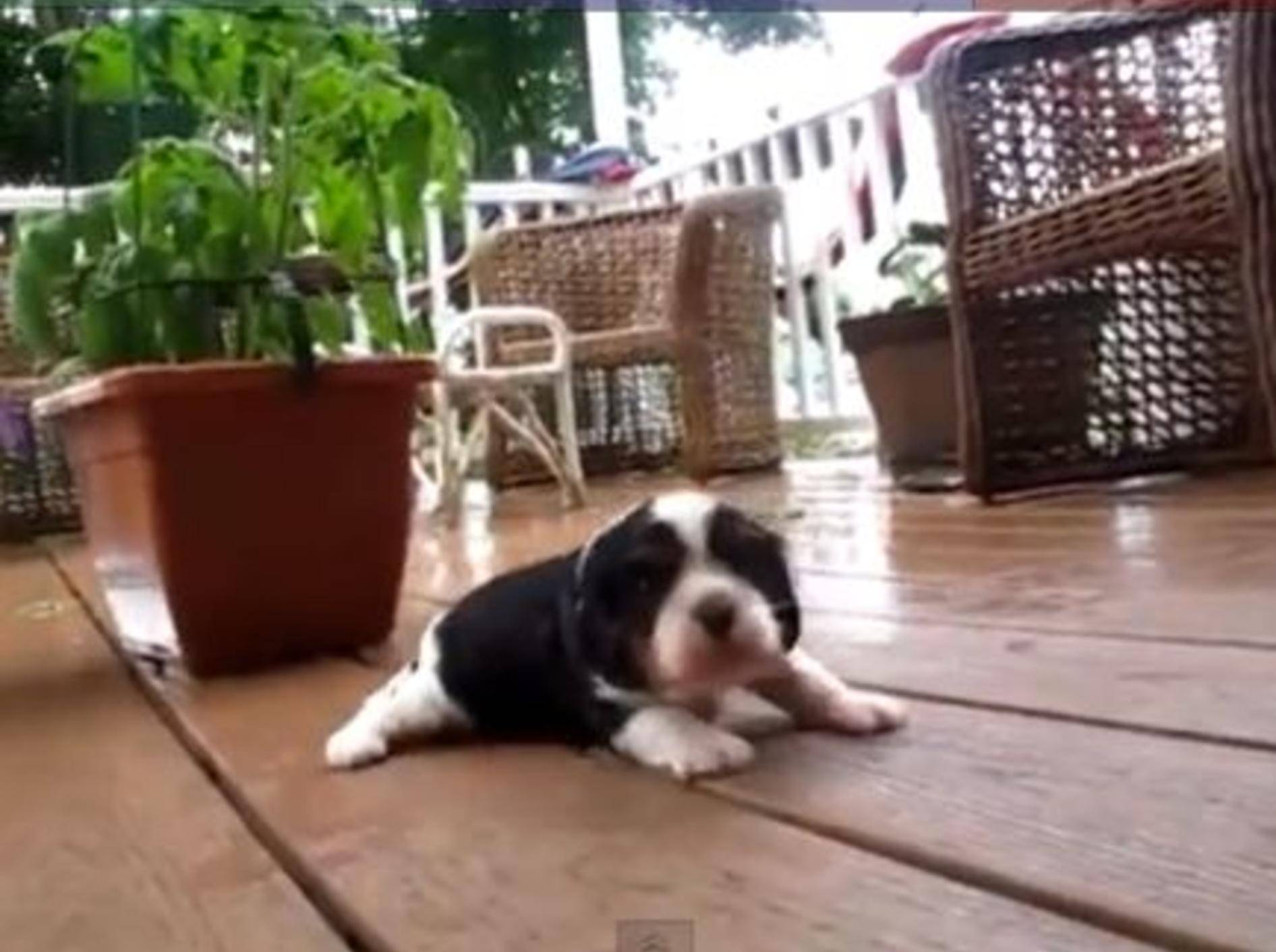 Niedliche Compilation: Babyhunde lernen laufen — Bild: Youtube / FunnyBOBO