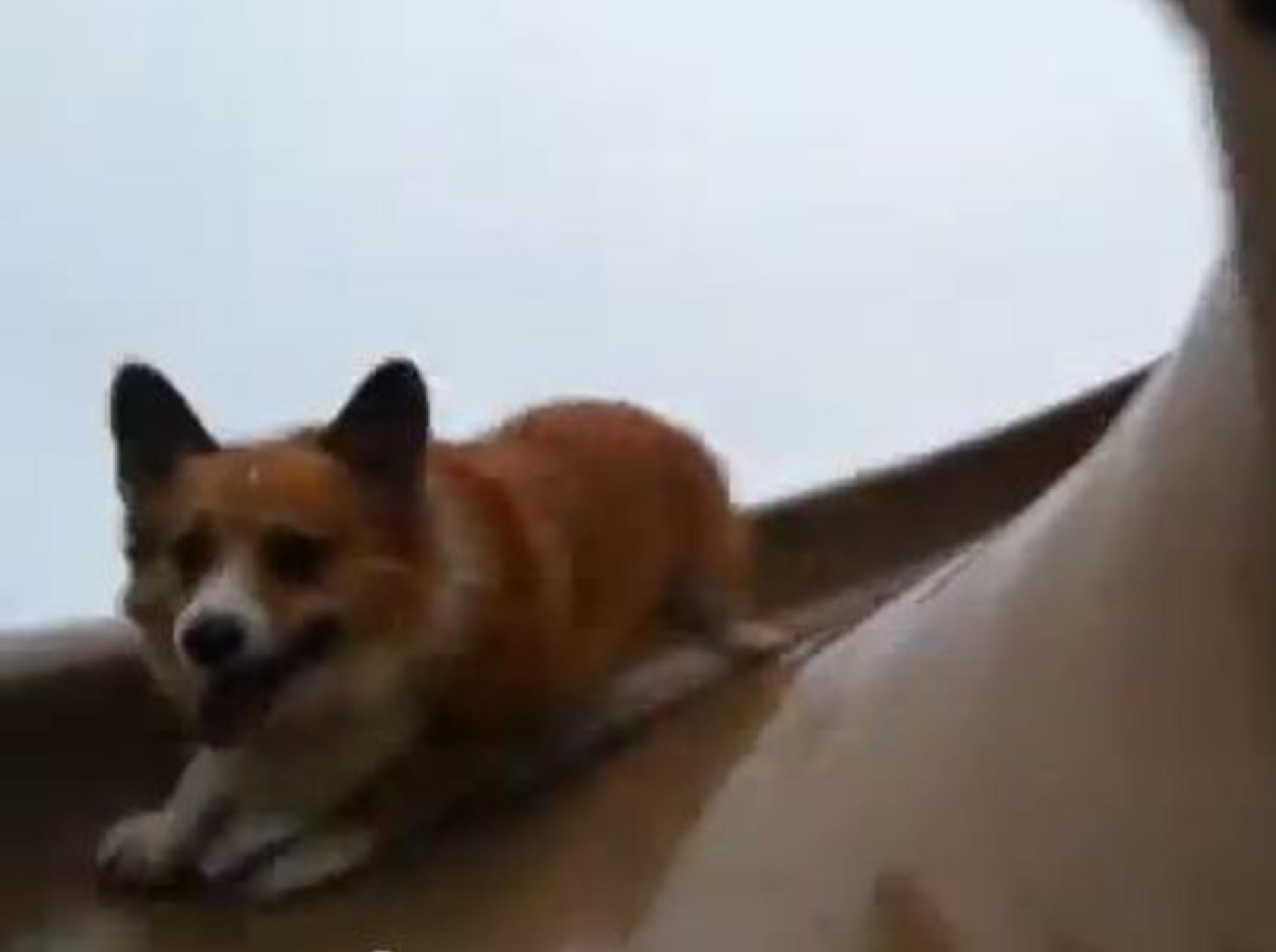 Lustiger Hund, lustiges Hobby: Ein Corgi geht Rutschen — Bild: Youtube / Buddy Templeton