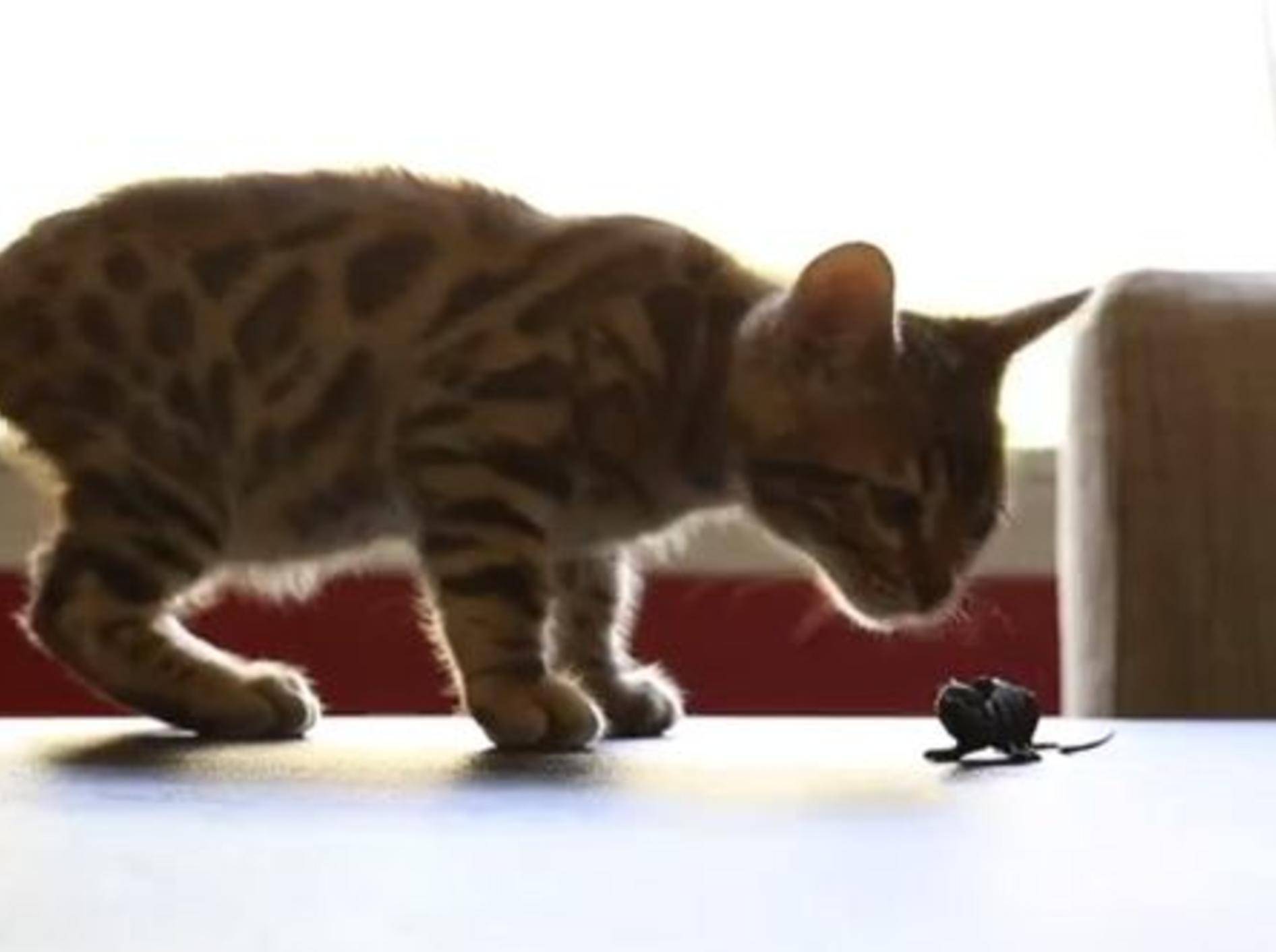 Bengal-Kätzchen mit Spielzeugmaus - BIld: Youtube / The Pet Collective