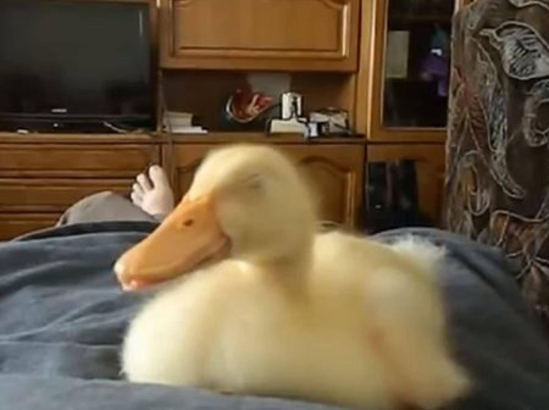 Schnarchende Ente auf dem Bett - Bild: Youtube / mihaifrancu