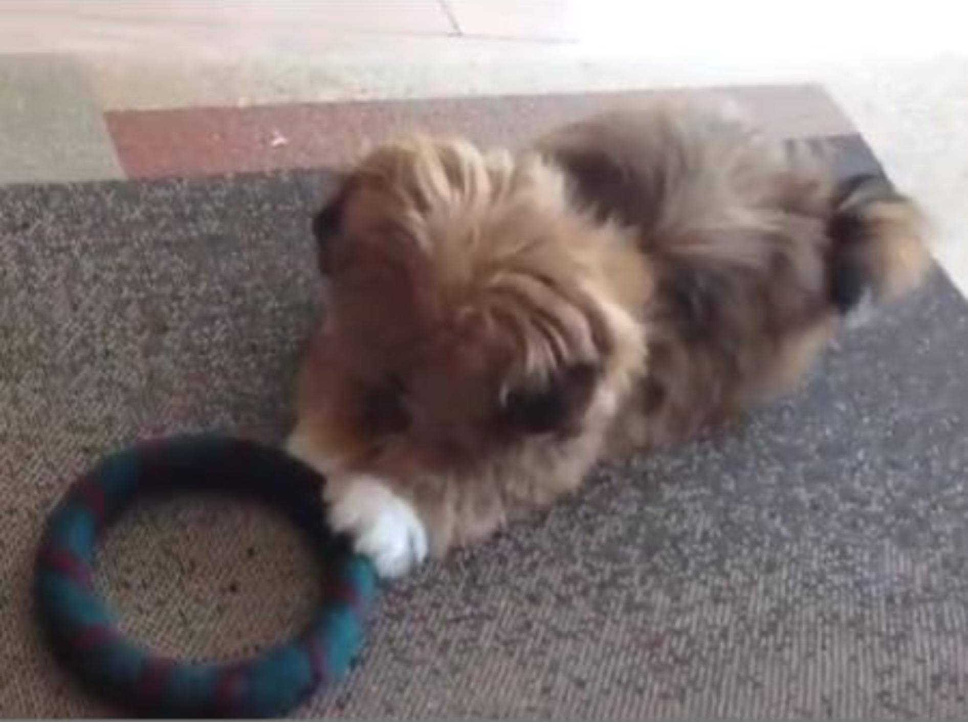 Babyhund Chewy lernt Fangenspielen - Bild: Youtube / ardenBcho·