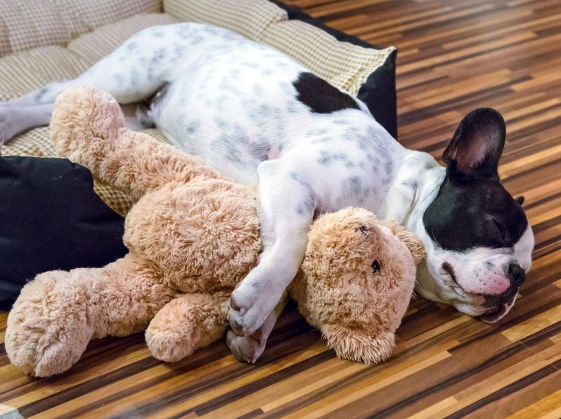 Französische Bulldogge kuschelt mit Teddybär - Bild: Shutterstock / Patryk Kosmider