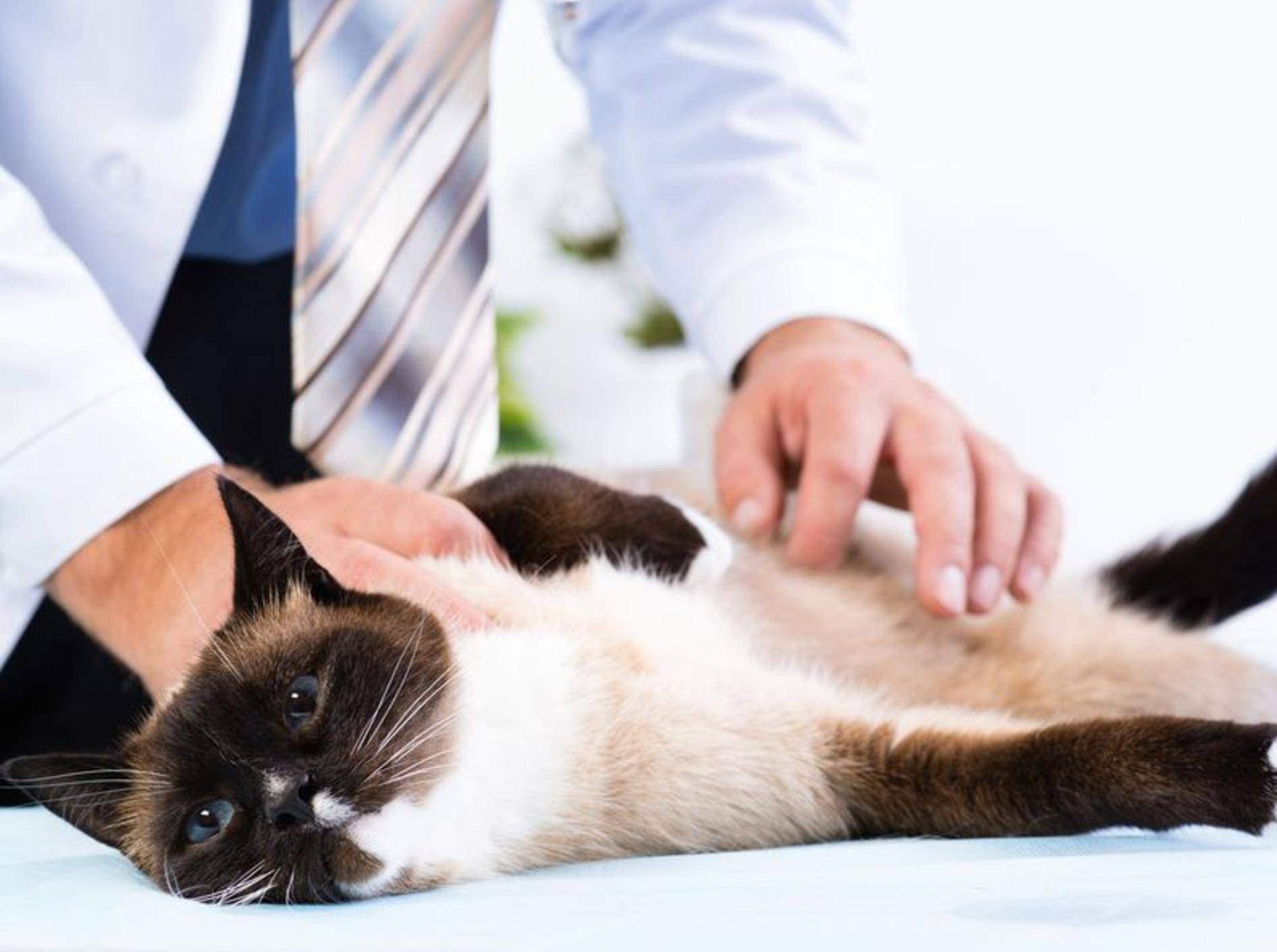 FIP bei Katzen äußert sich durch Symptome wie Fieber, Appetitmangel und Atemnot – Bild: Shutterstock / Khakimullin Aleksandr