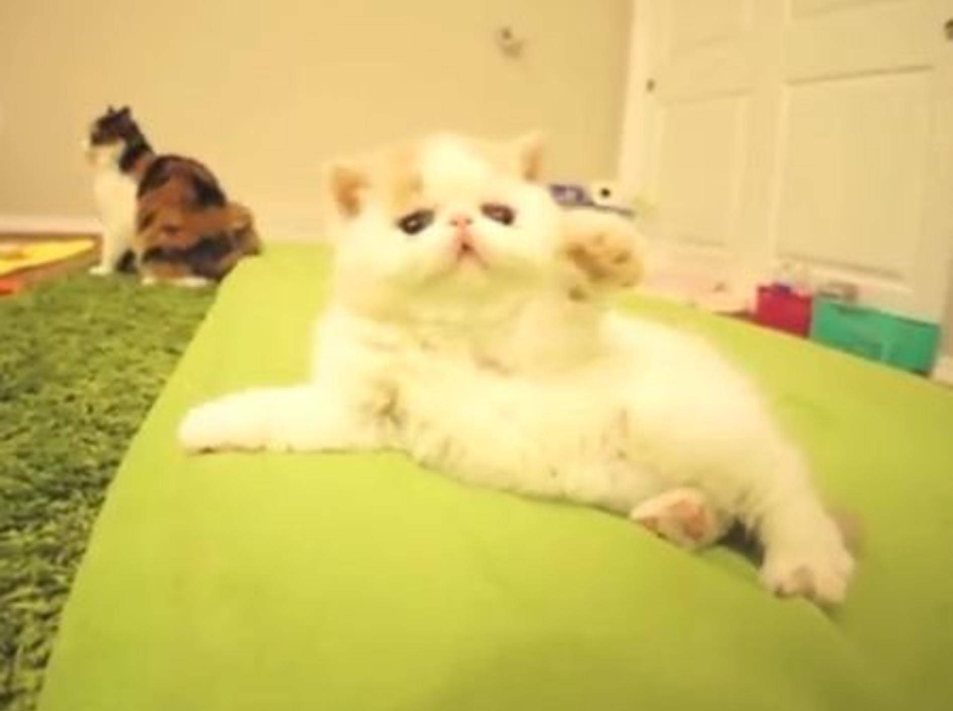 Kätzchen Bun Bun schmeißt sich in Pose - Bild: Youtube / sweetfurx4