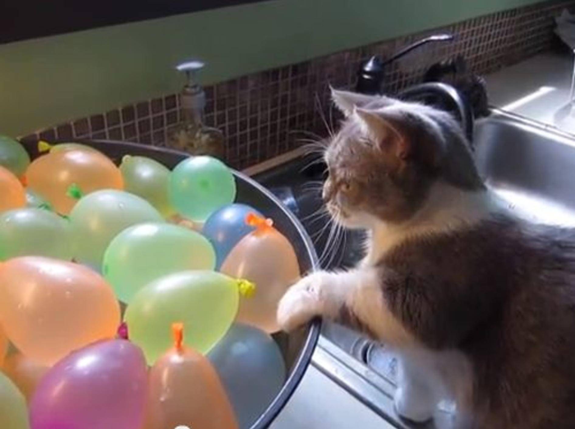 Diese Katze erlebt eine nasse Überraschung mit Wasserballons - Bild: Youtube / halonoir0·